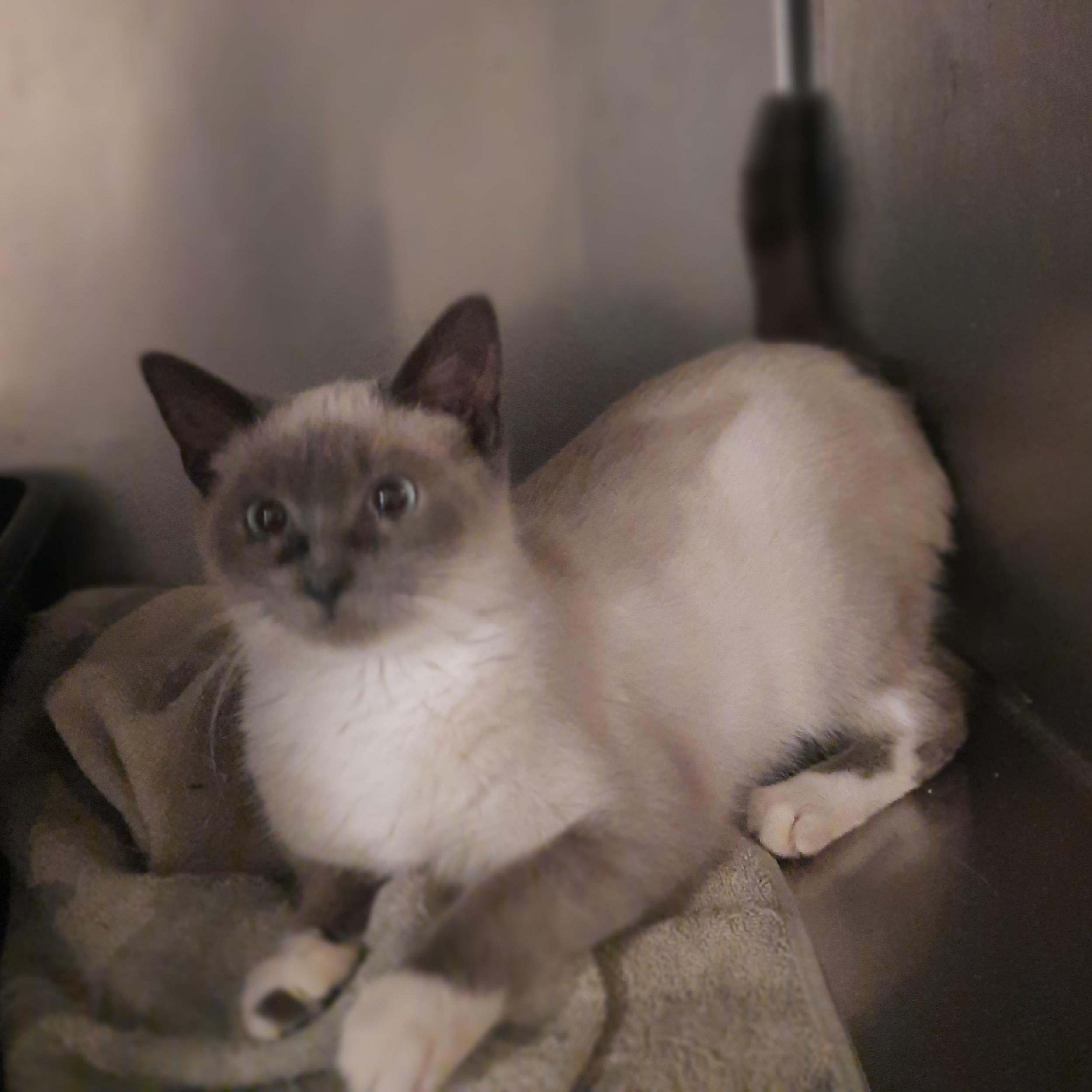 Enlarge Chanel, a ADOPTABLE Siamese in Raeford, NC image 5/6
