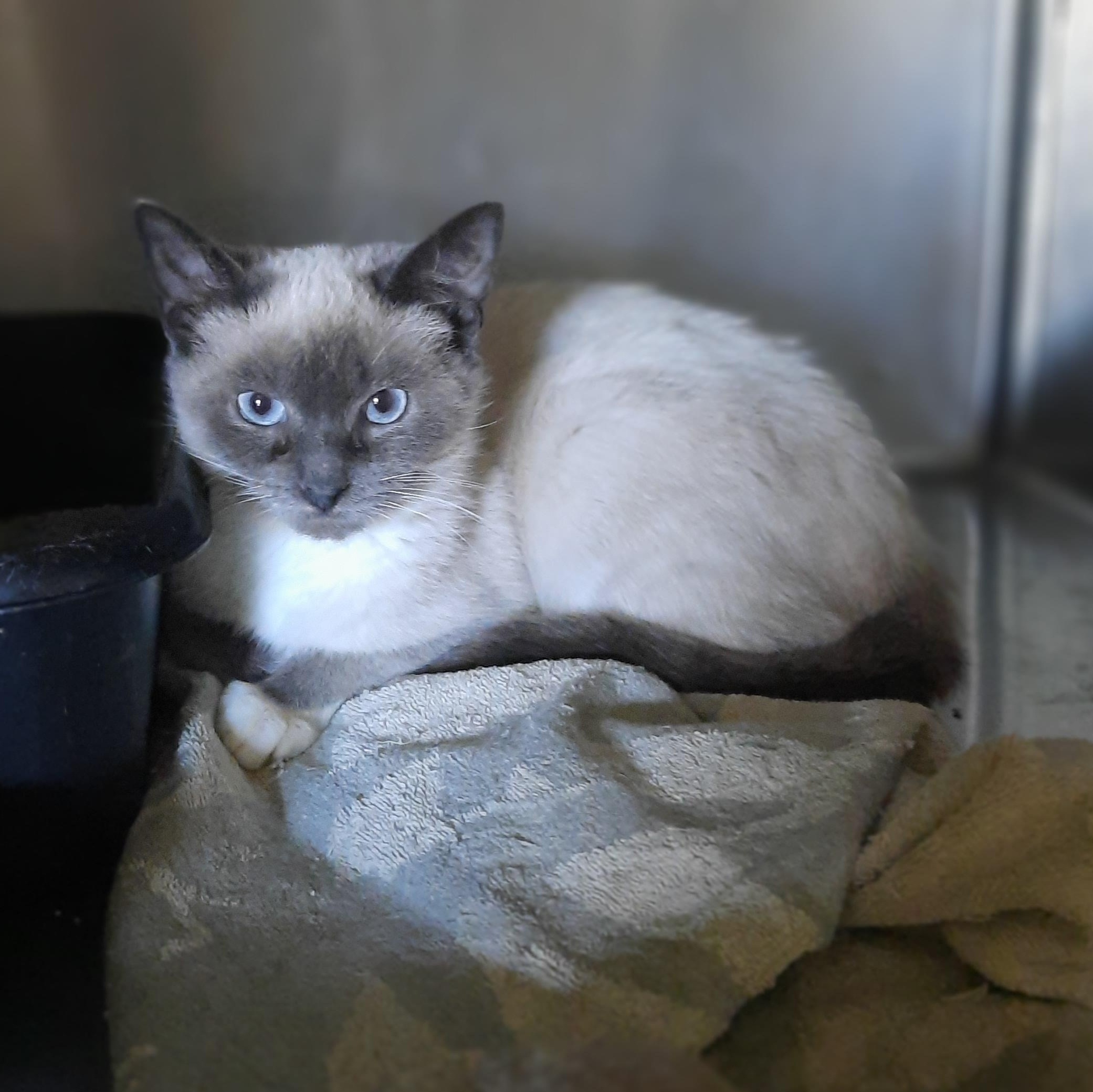 Enlarge Chanel, a ADOPTABLE Siamese in Raeford, NC image 1/6