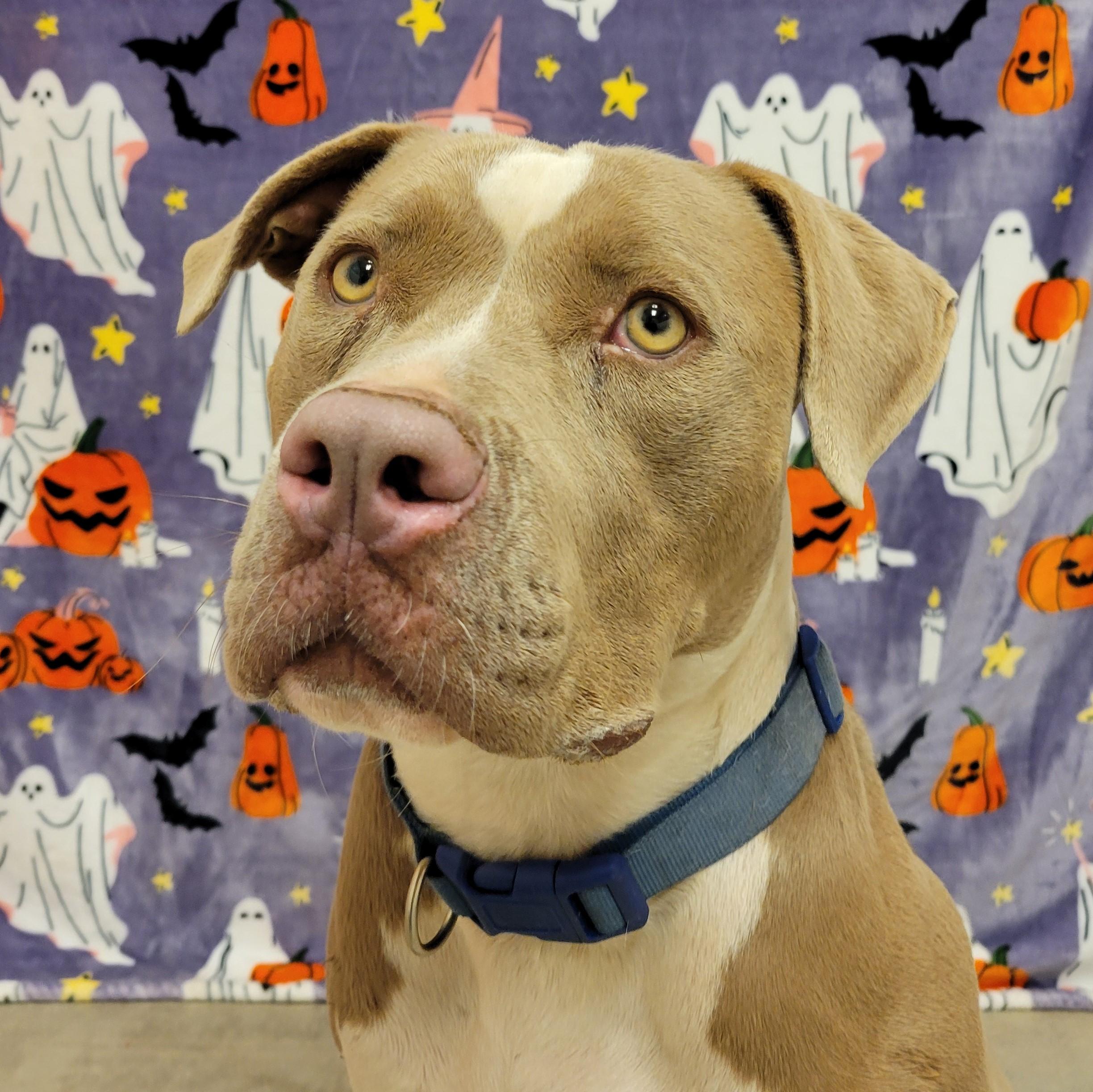 Enlarge Toffee, a ADOPTABLE mixed breed in ALPINE, TX image 4/5