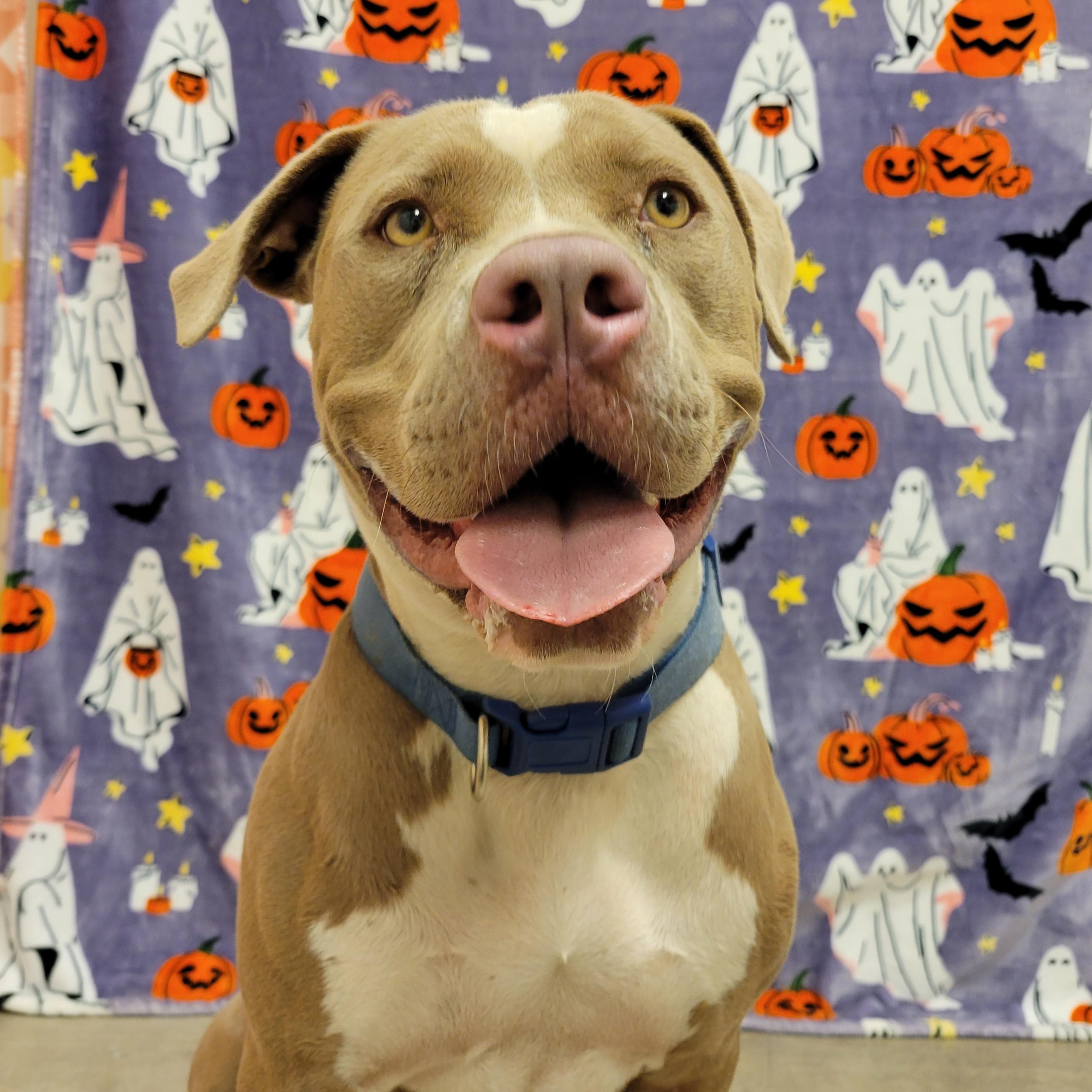 Enlarge Toffee, a ADOPTABLE mixed breed in ALPINE, TX image 2/5