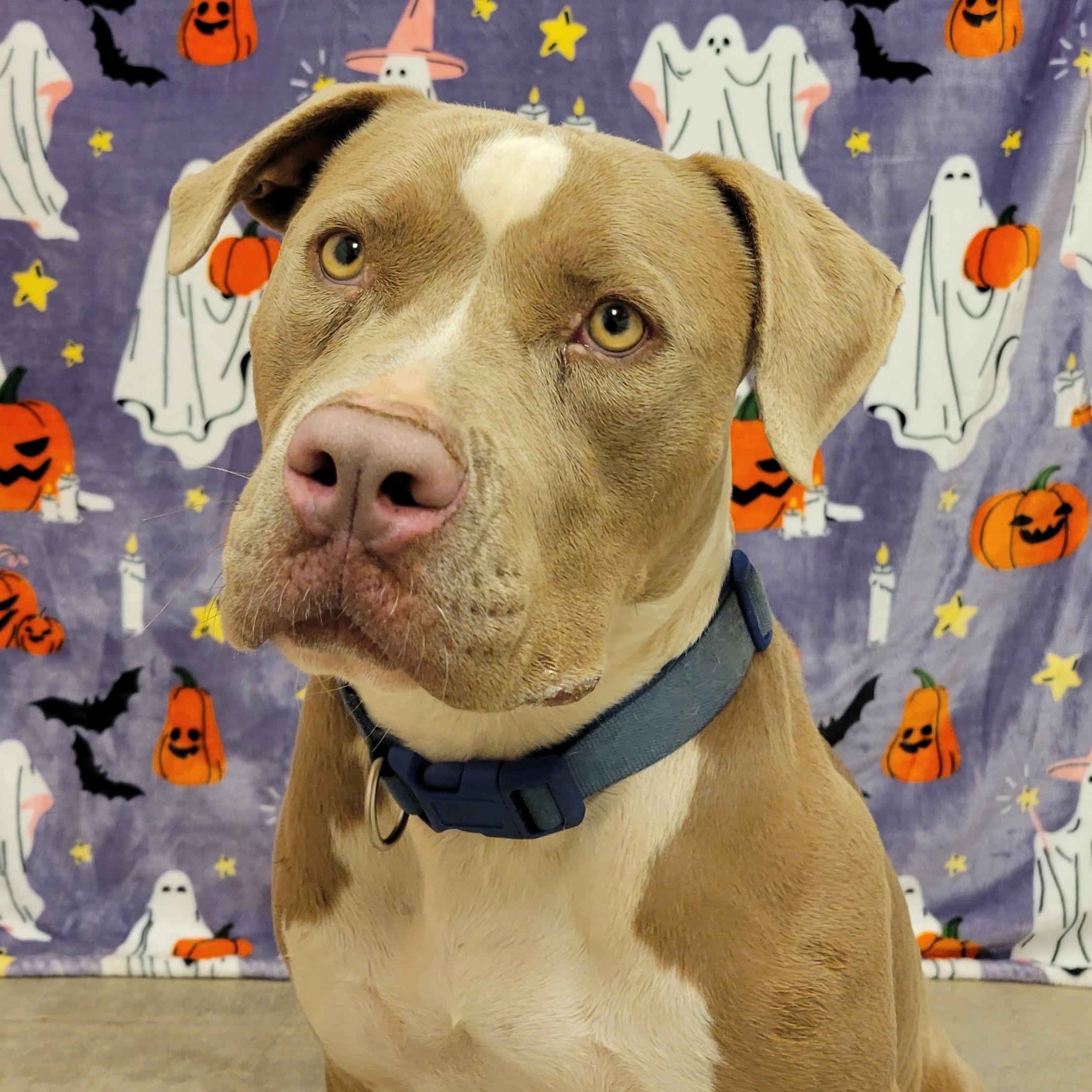 Enlarge Toffee, a ADOPTABLE mixed breed in ALPINE, TX image 3/5