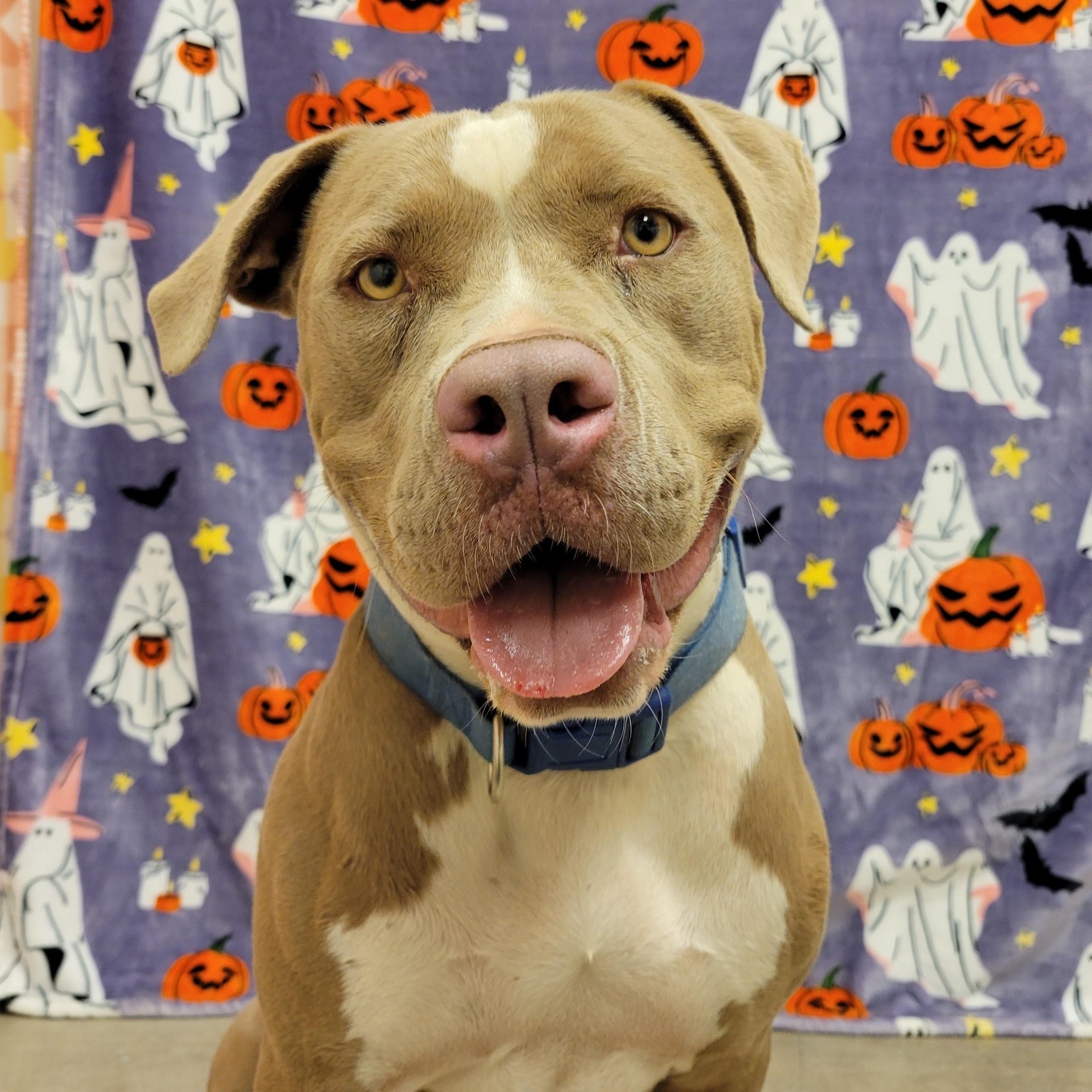 Enlarge Toffee, a ADOPTABLE mixed breed in ALPINE, TX image 1/5