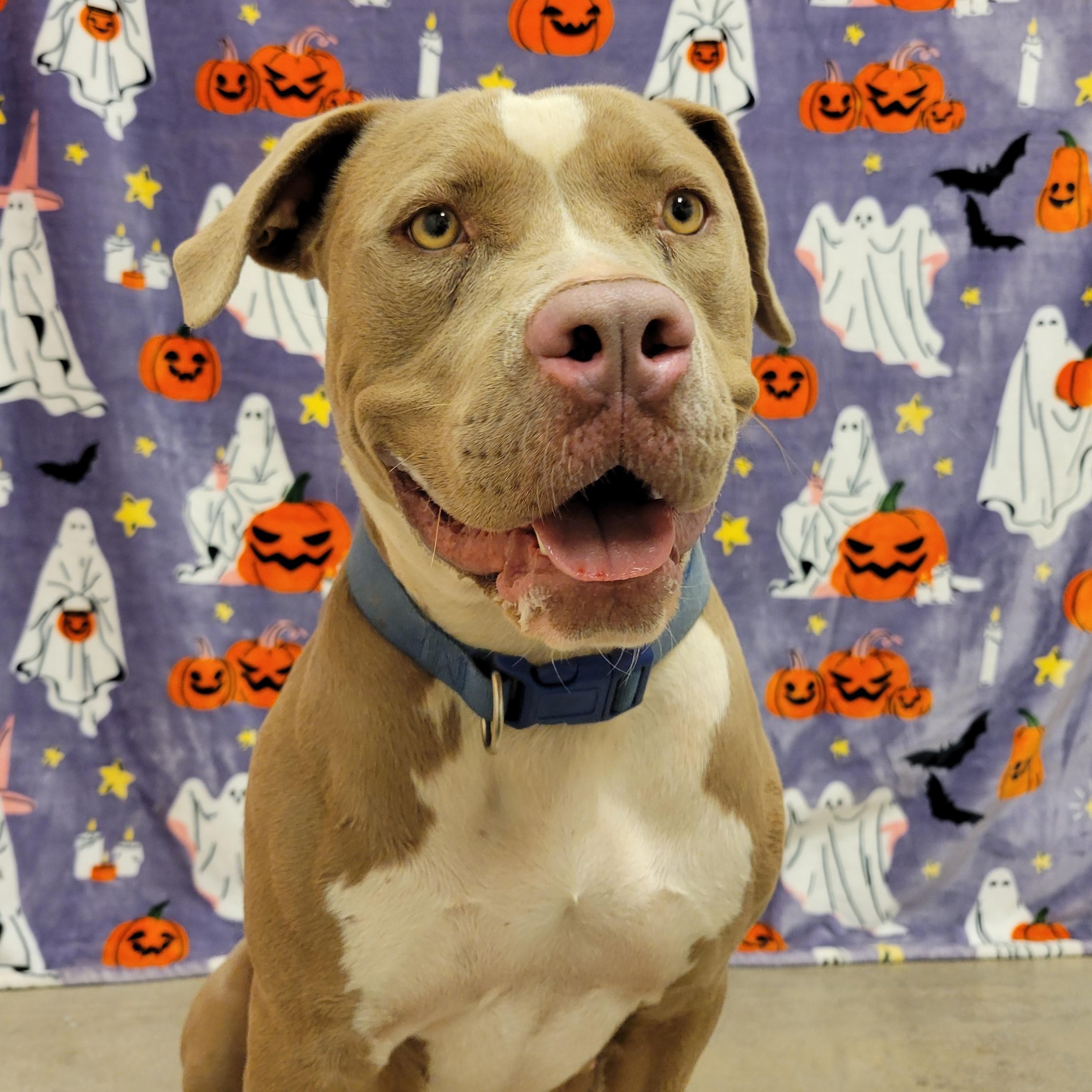 Enlarge Toffee, a ADOPTABLE mixed breed in ALPINE, TX image 5/5