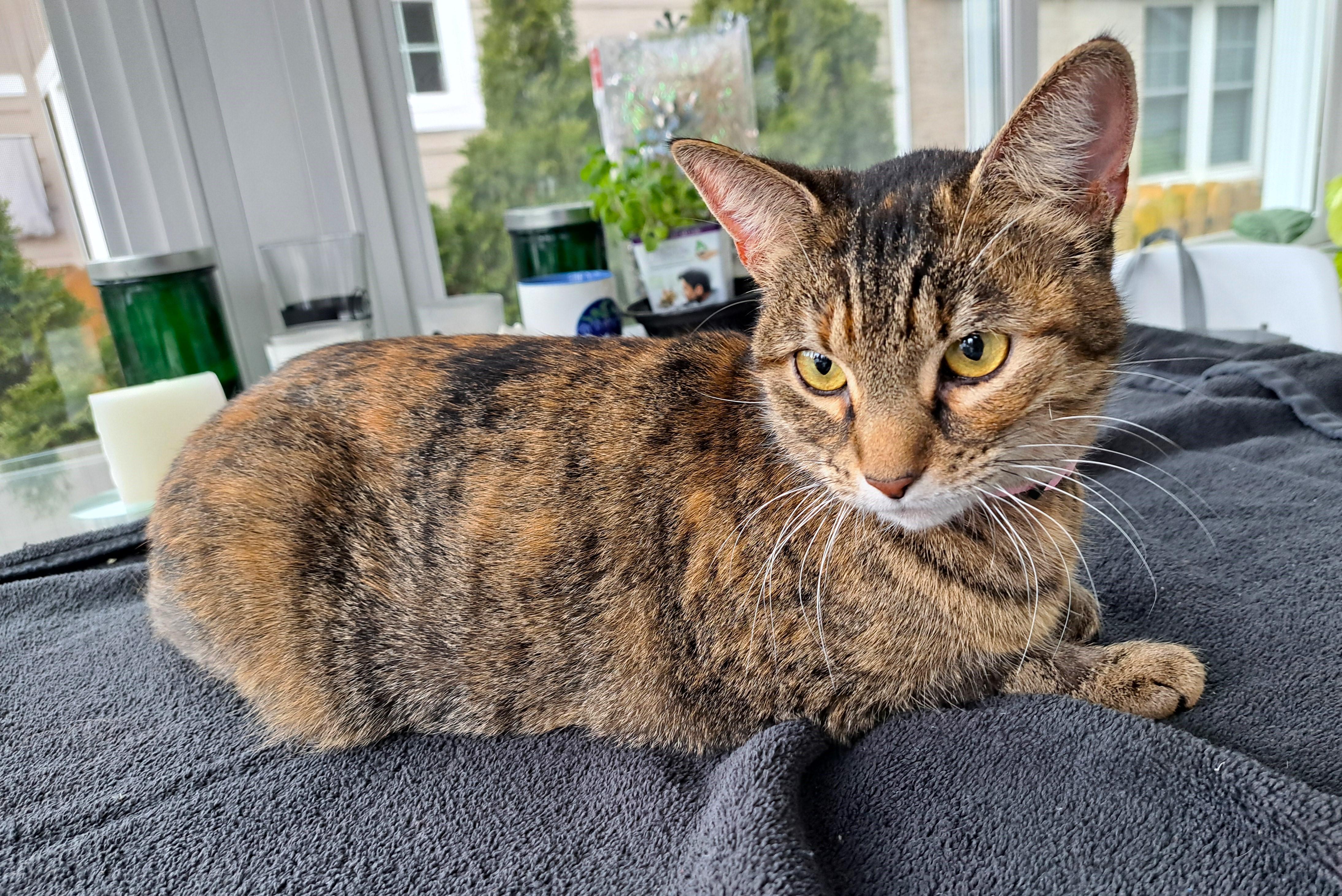 Justina, a Adoptable Torbie in Columbus , OH image 3/6