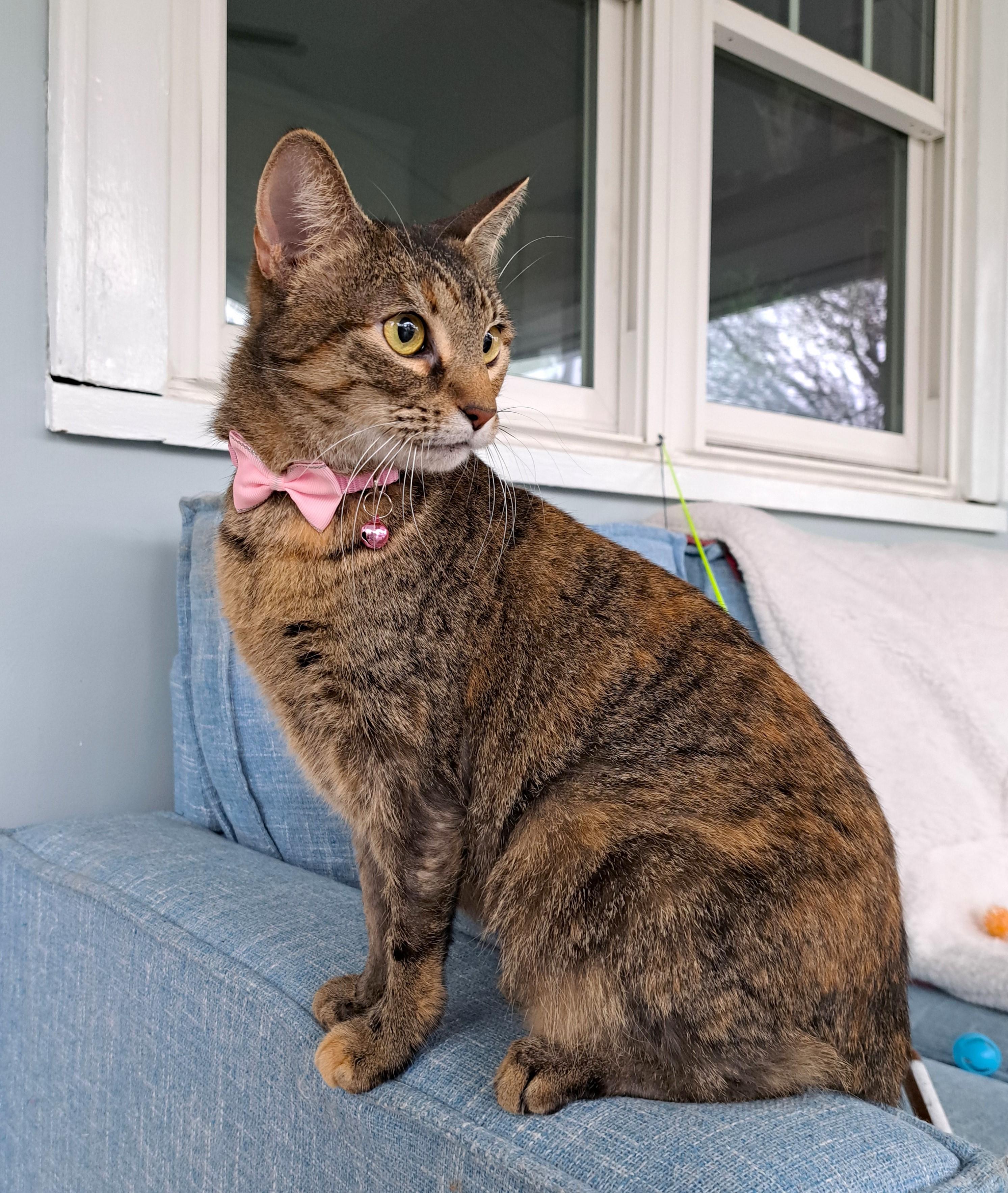 Justina, a Adoptable Torbie in Columbus , OH image 4/6
