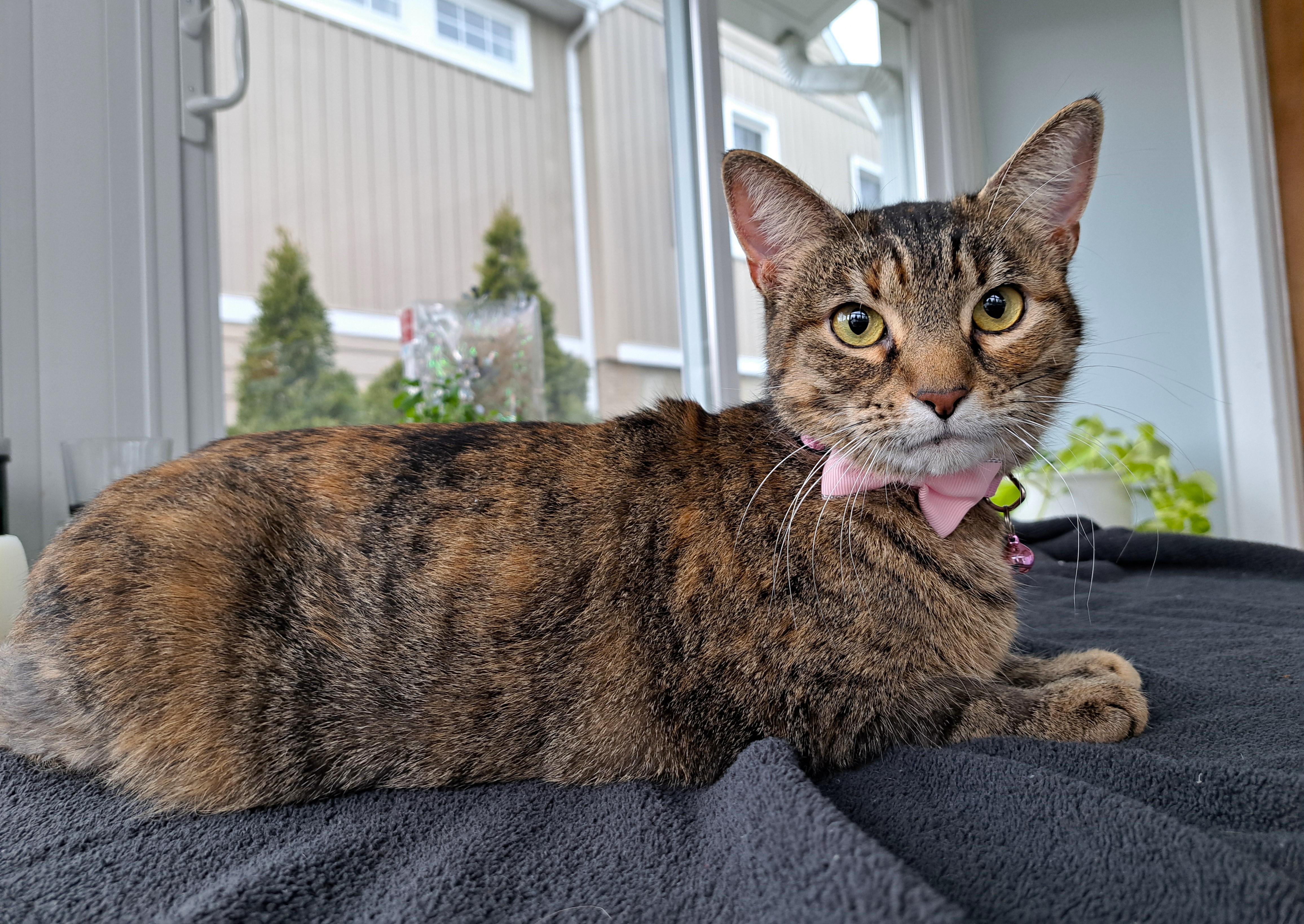 Justina, Adoptable, Adult Female Torbie.