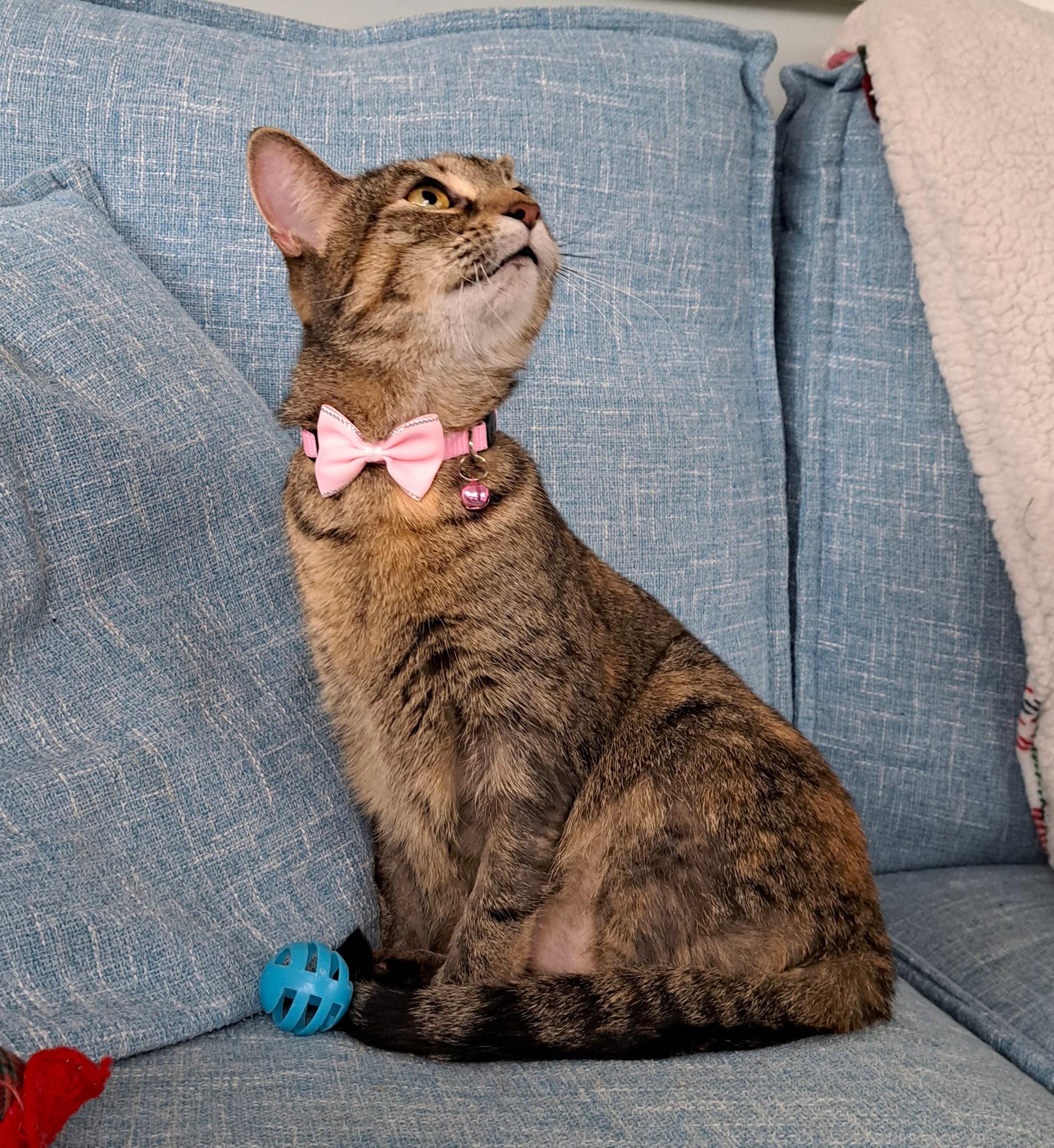 Justina, a Adoptable Torbie in Columbus , OH image 5/6