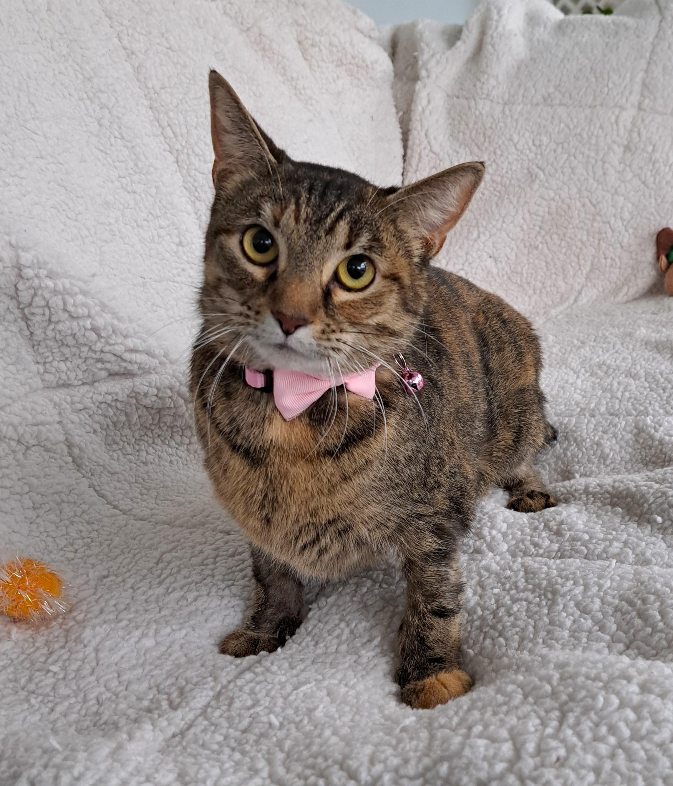 Justina, a Adoptable Torbie in Columbus , OH image 6/6