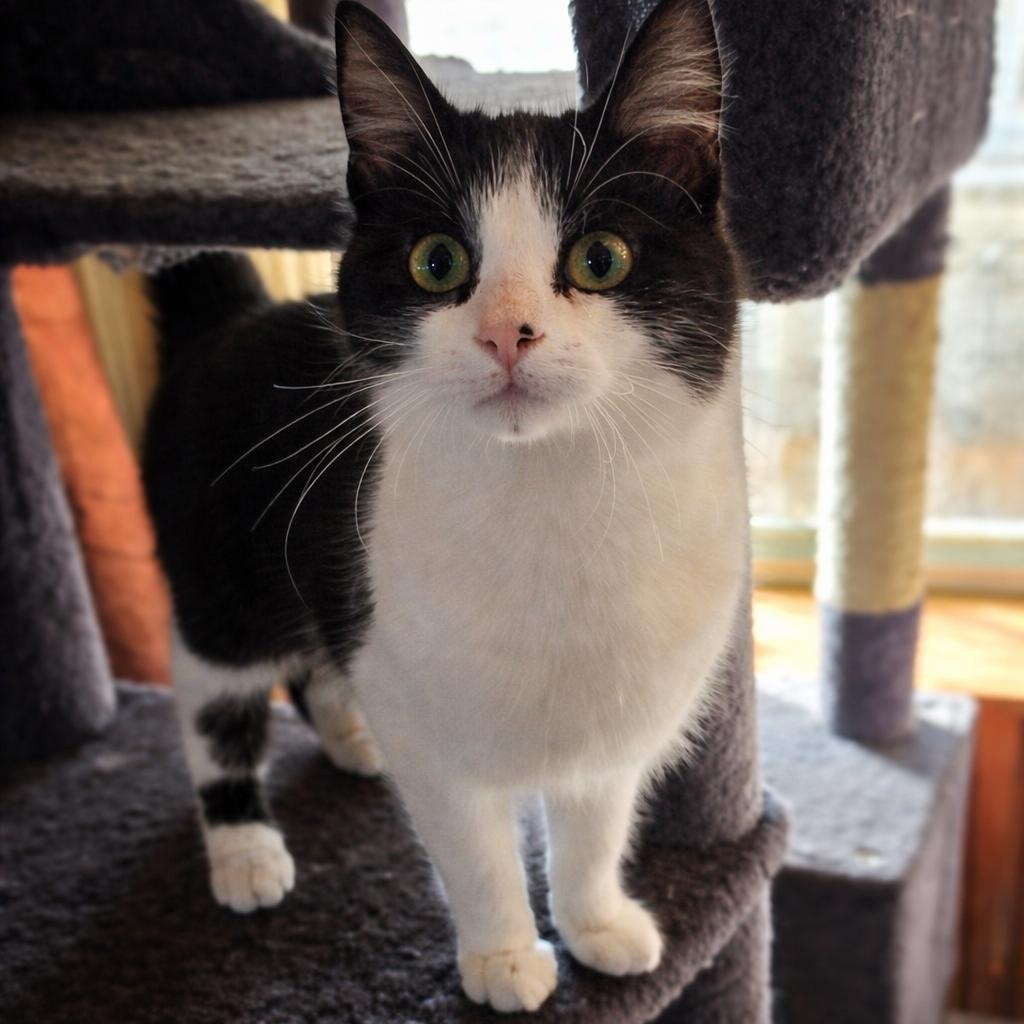 Enlarge Domino, a ADOPTABLE Domestic Medium Hair in Mabank, TX image 1/2