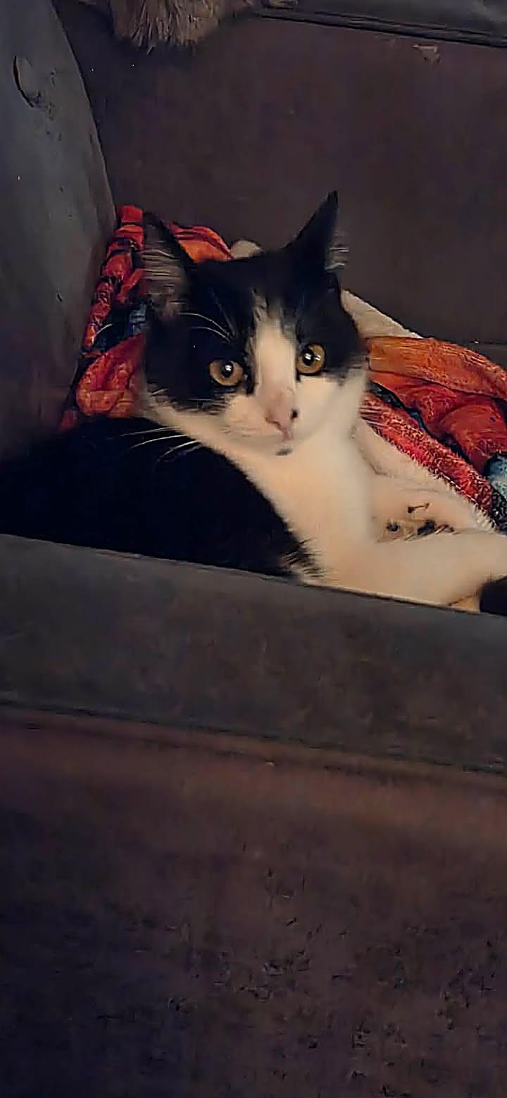 Enlarge Domino, a ADOPTABLE Domestic Medium Hair in Mabank, TX image 2/2