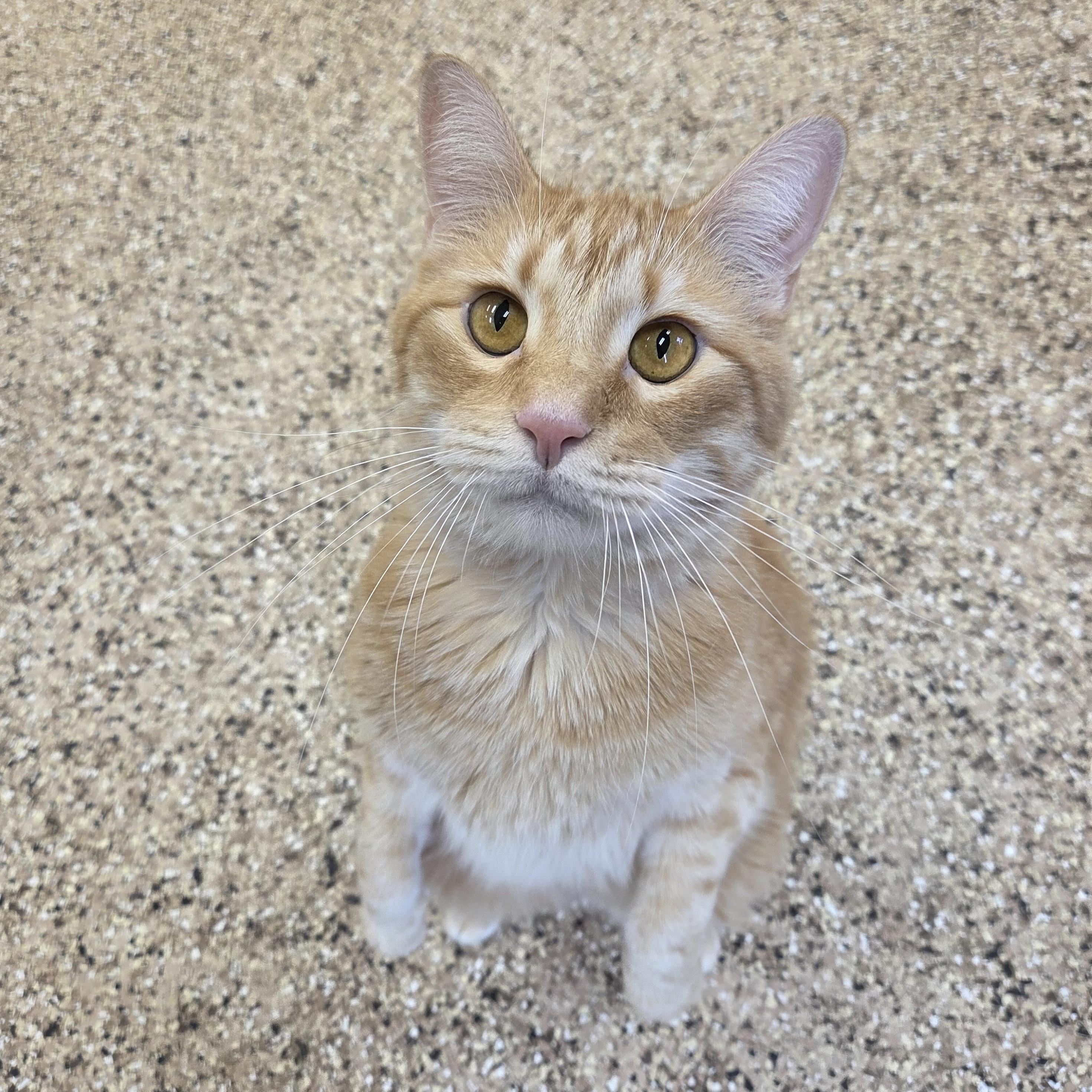 Butterscotch, an adopted mixed breed in Park Rapids, MN image 3/4