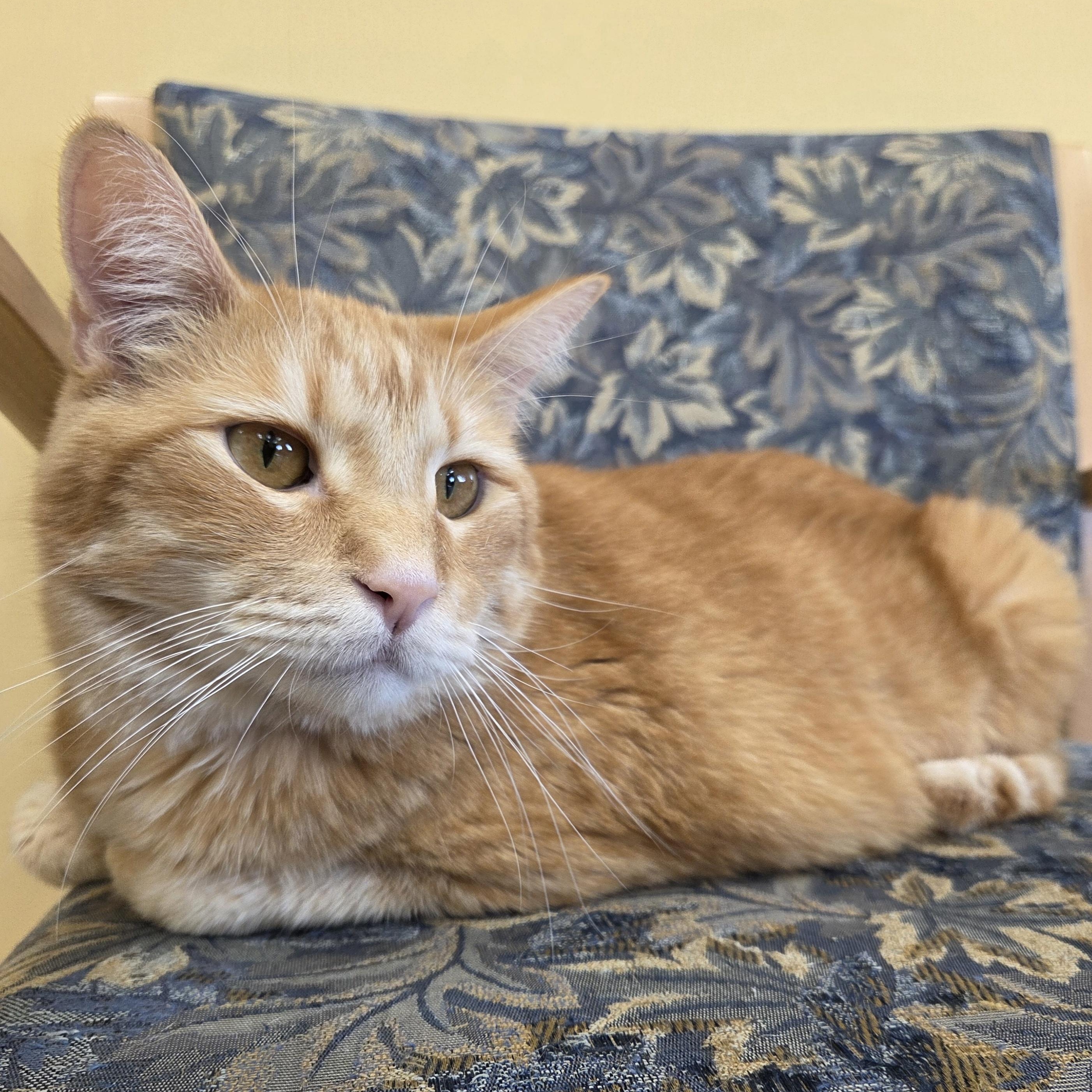 Butterscotch, an adopted mixed breed in Park Rapids, MN image 2/4
