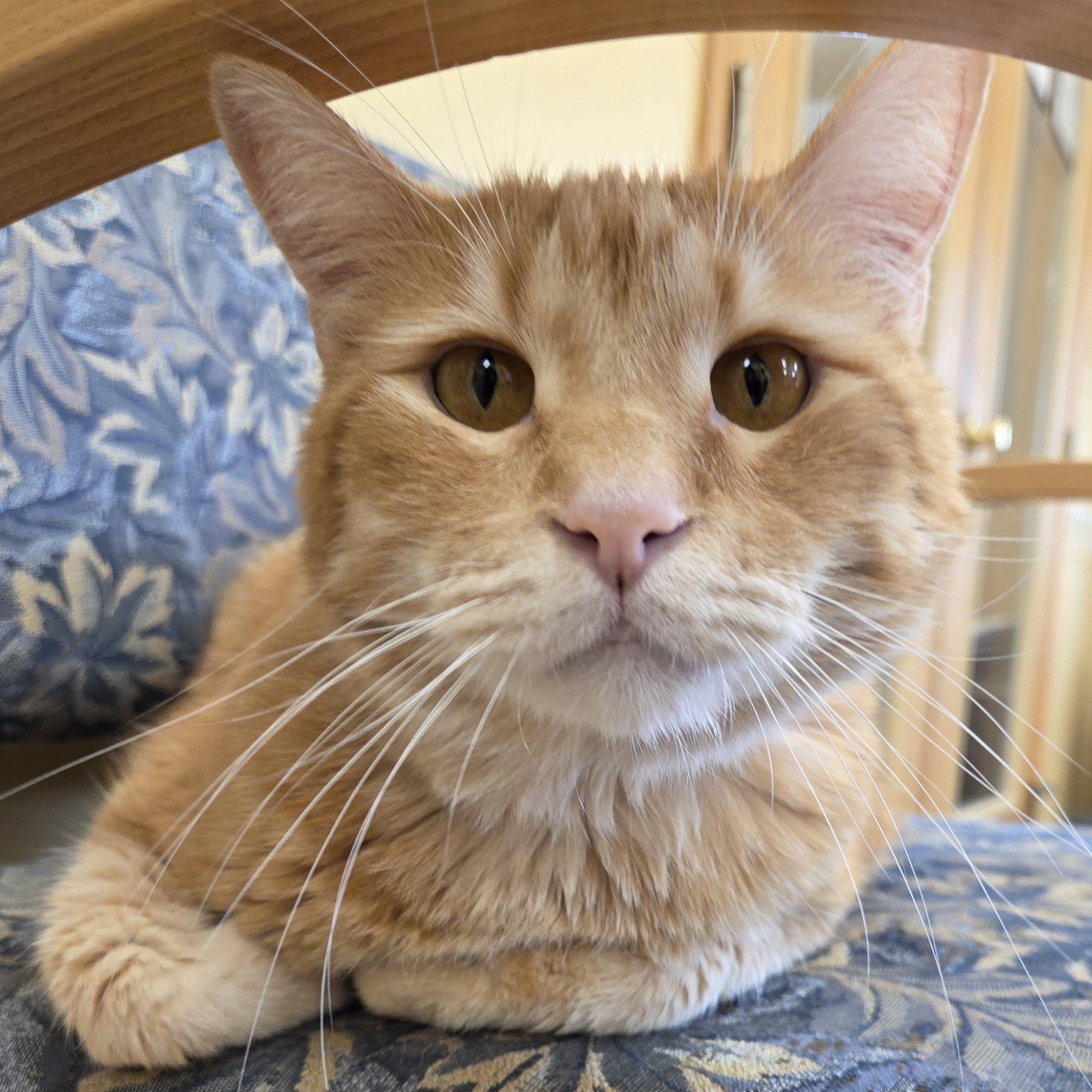 Butterscotch, adopted, Senior Male Domestic Short Hair.