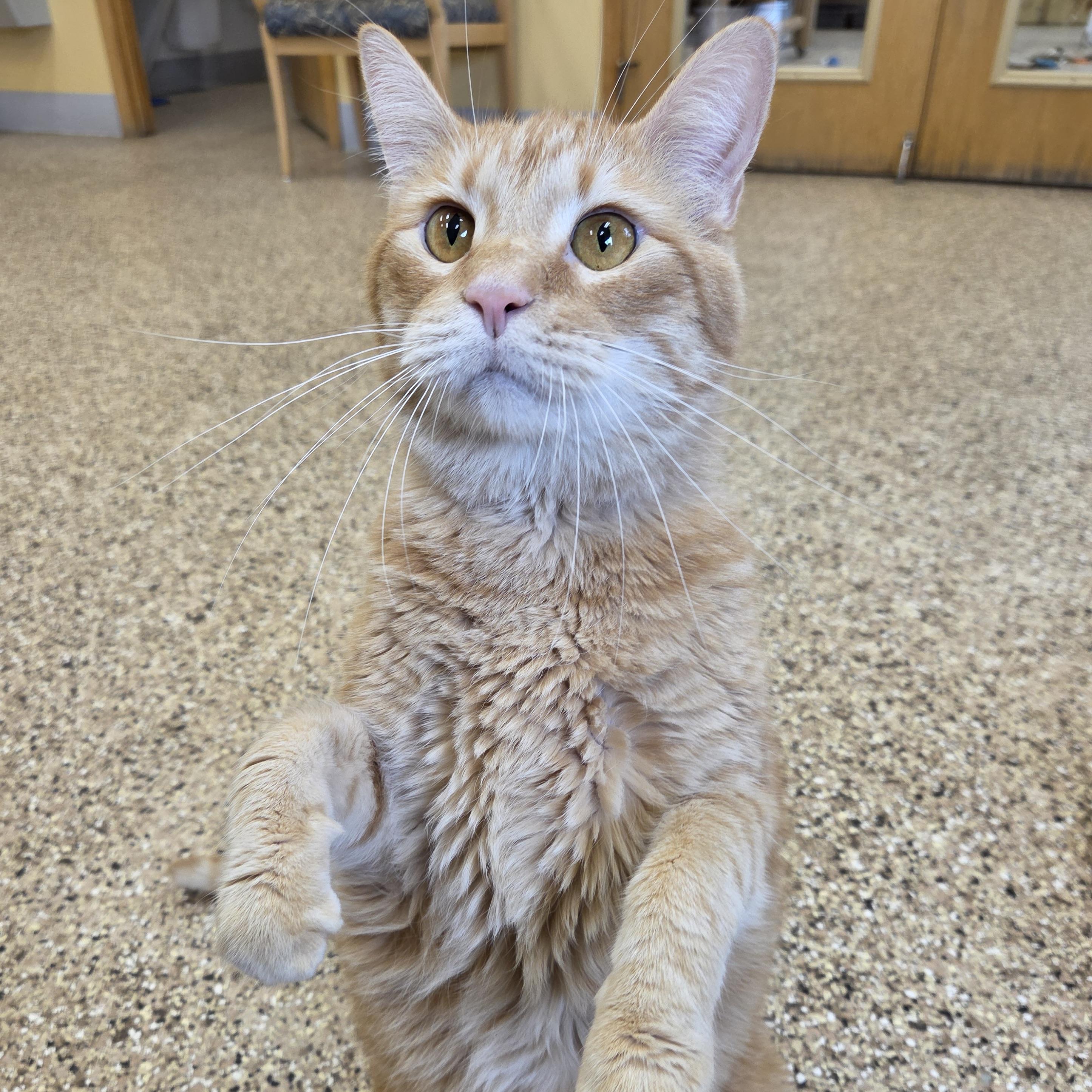 Butterscotch, an adopted mixed breed in Park Rapids, MN image 4/4