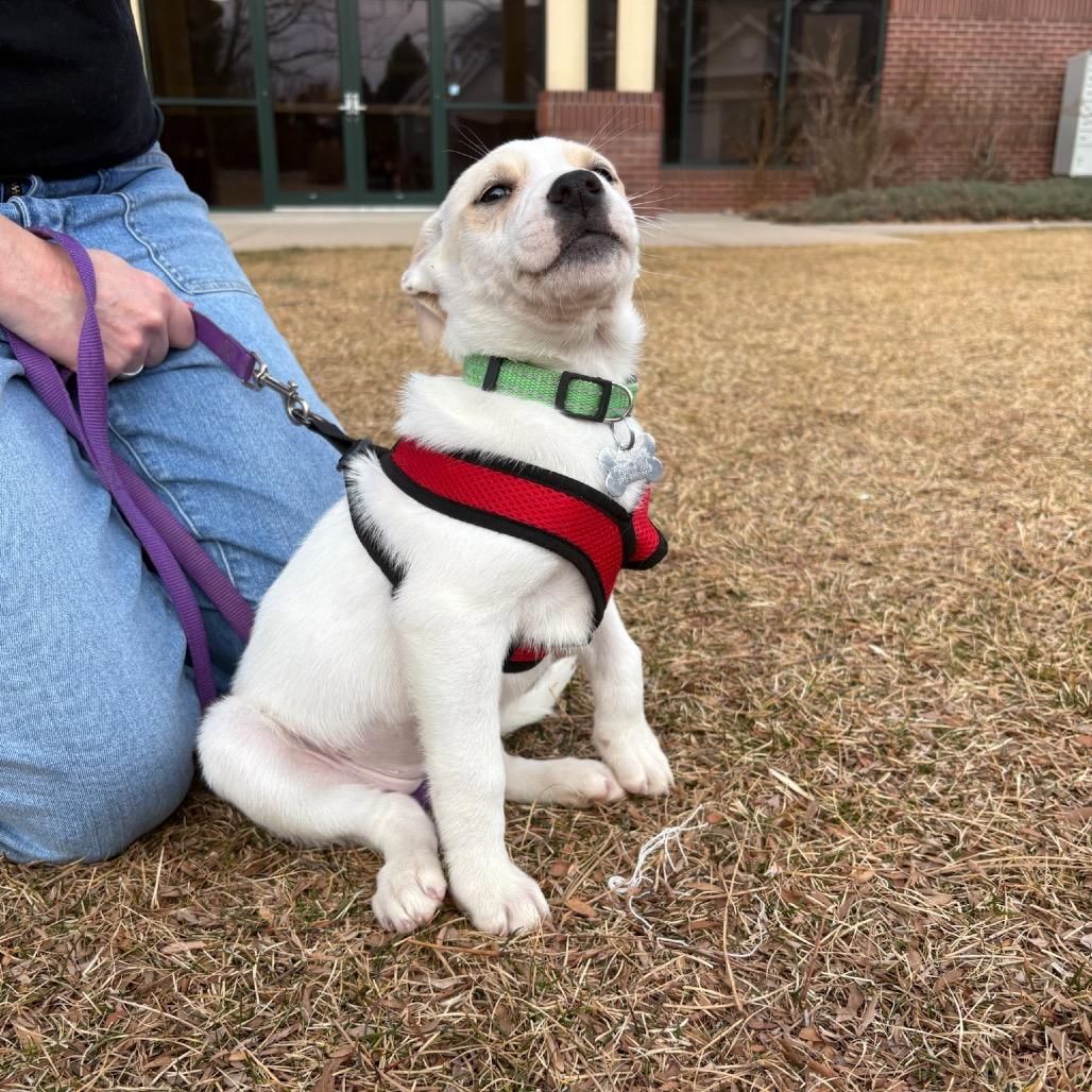 Rhiannon, Adoptable, Puppy Female Husky.