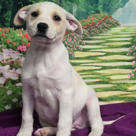 Enlarge Rhiannon, a Adoptable mixed breed in Fort Collins, CO image 2/6