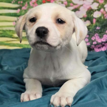 Enlarge Rhiannon, a Adoptable mixed breed in Fort Collins, CO image 3/6