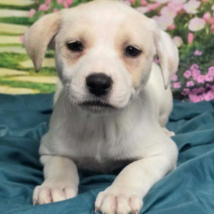 Enlarge Rhiannon, a Adoptable mixed breed in Fort Collins, CO image 4/6