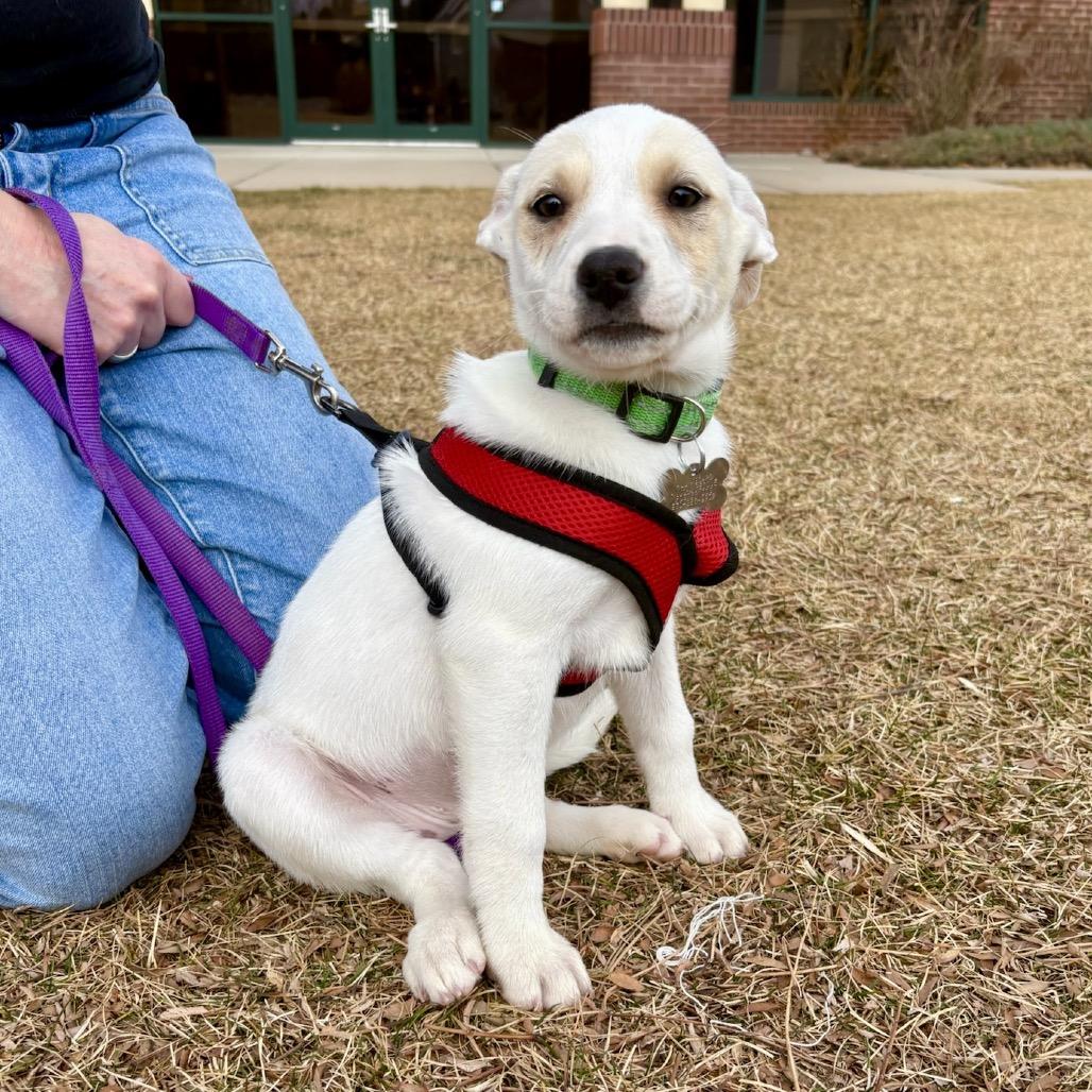 Enlarge Rhiannon, a Adoptable mixed breed in Fort Collins, CO image 5/6