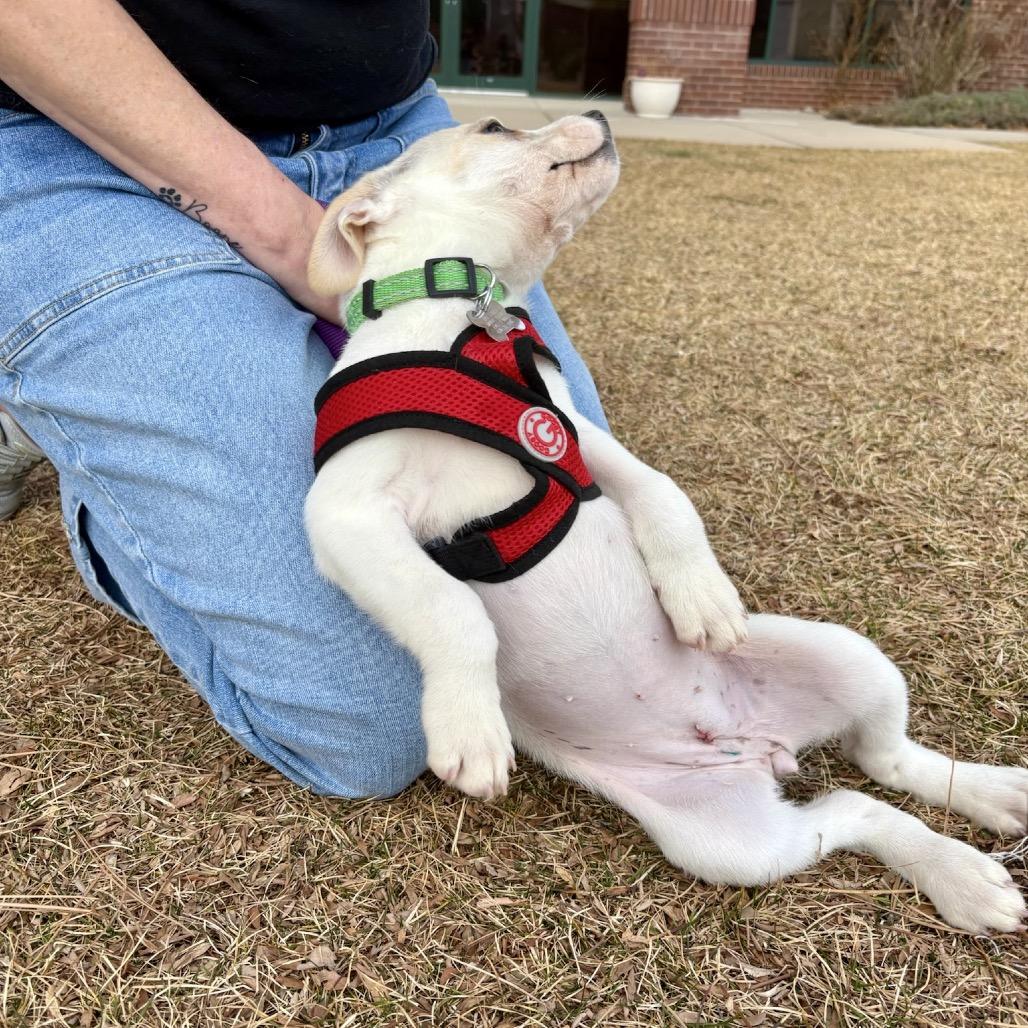 Enlarge Rhiannon, a Adoptable mixed breed in Fort Collins, CO image 6/6