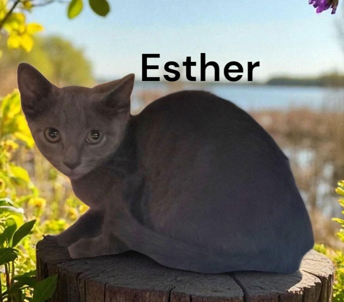 Enlarge Esther, a Adoptable Russian Blue in Chesapeake, VA image 2/2