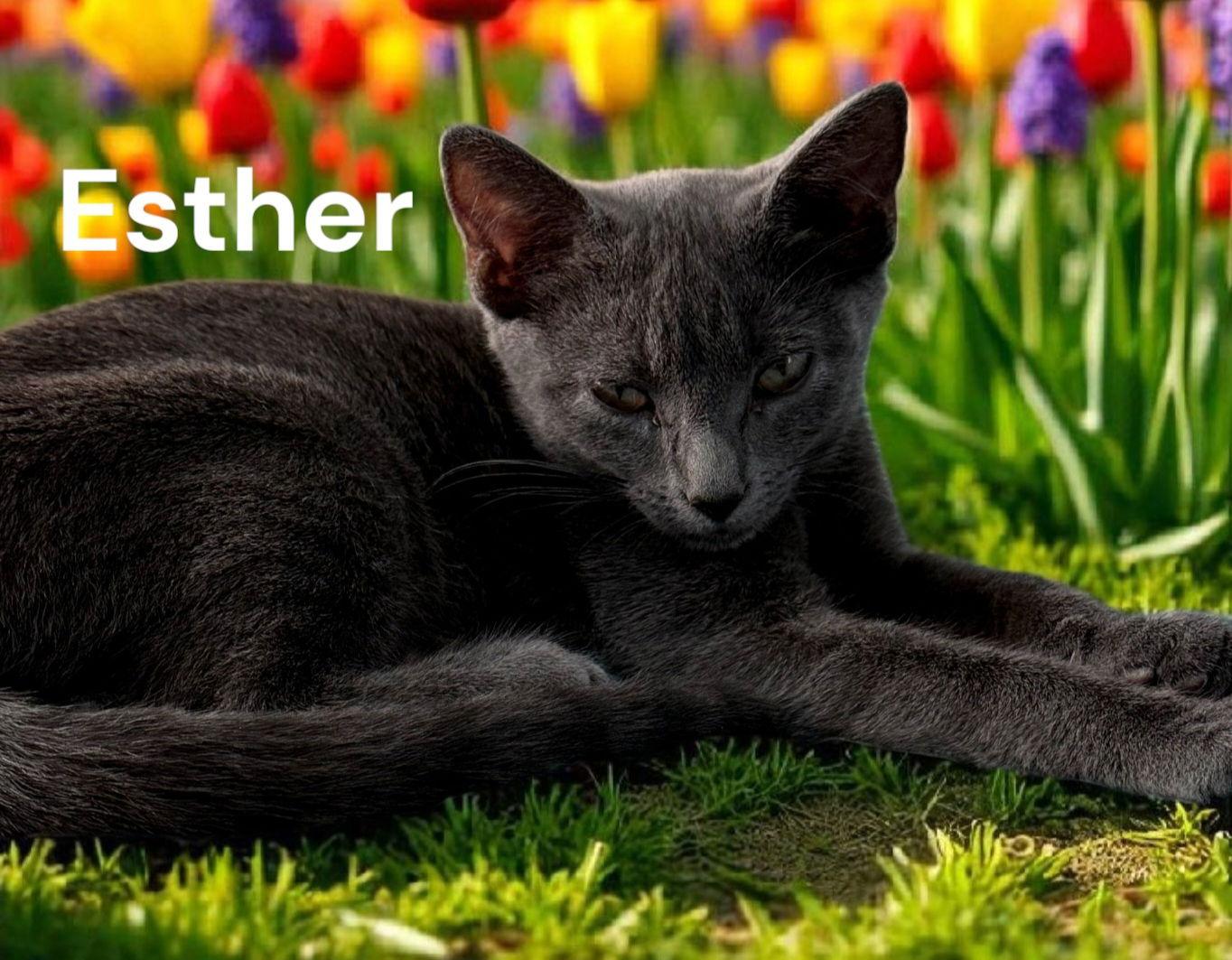 Esther, Adoptable, Young Female Russian Blue.