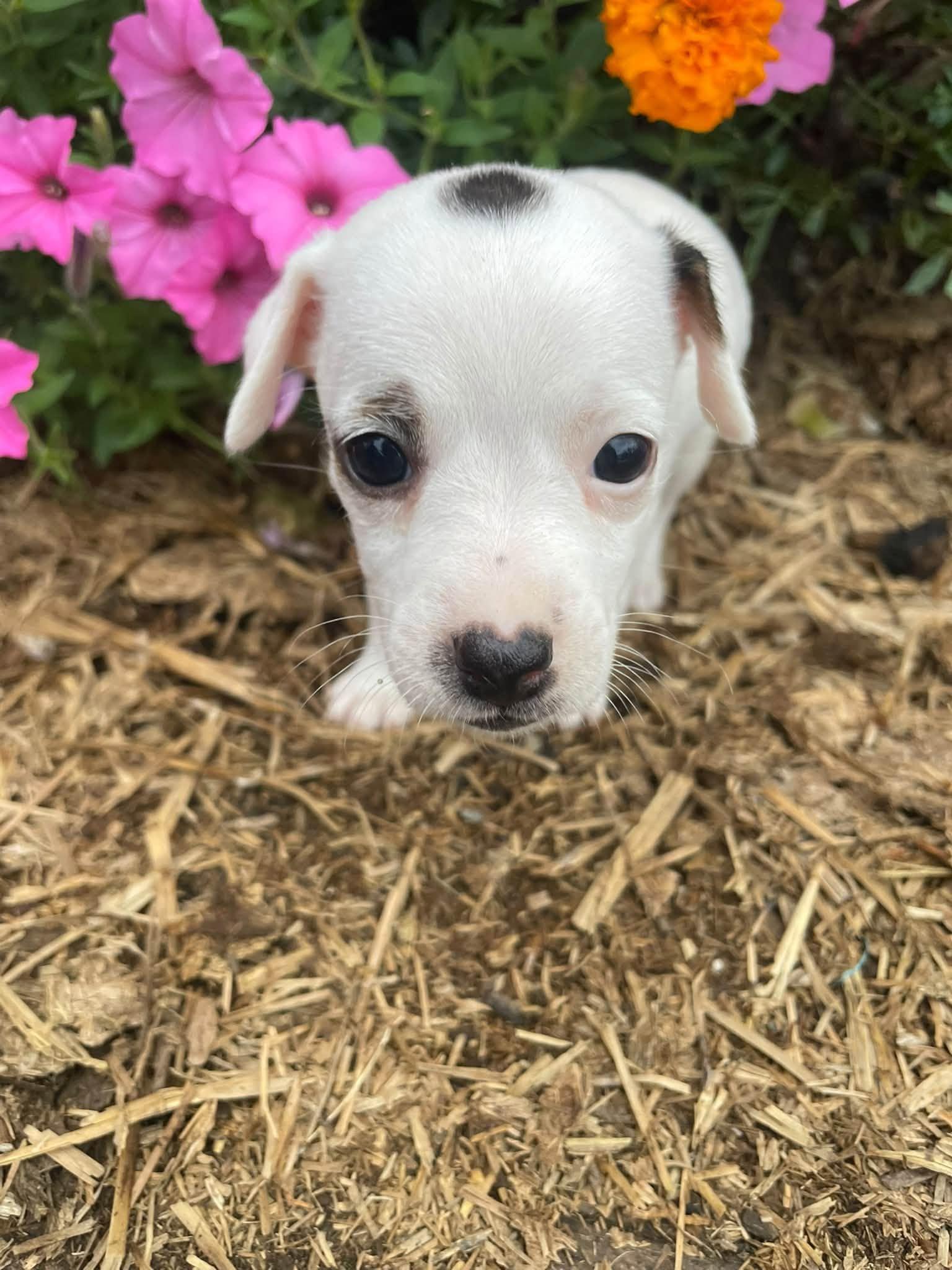 Dottie, Adoptable, Puppy Female Jack Russell Terrier.