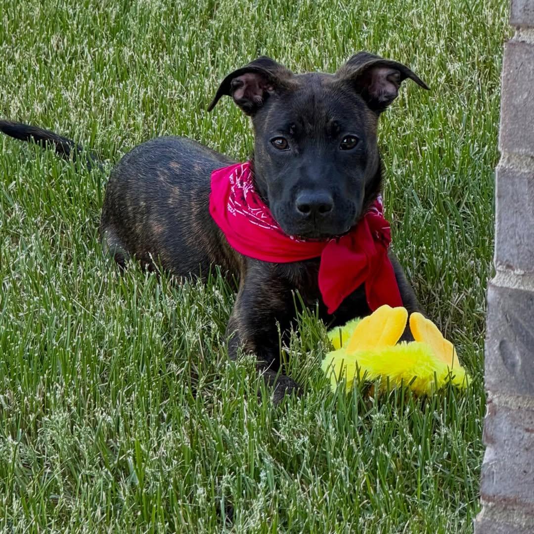 Enlarge Flower, a Adopted mixed breed in Detroit, MI image 5/6