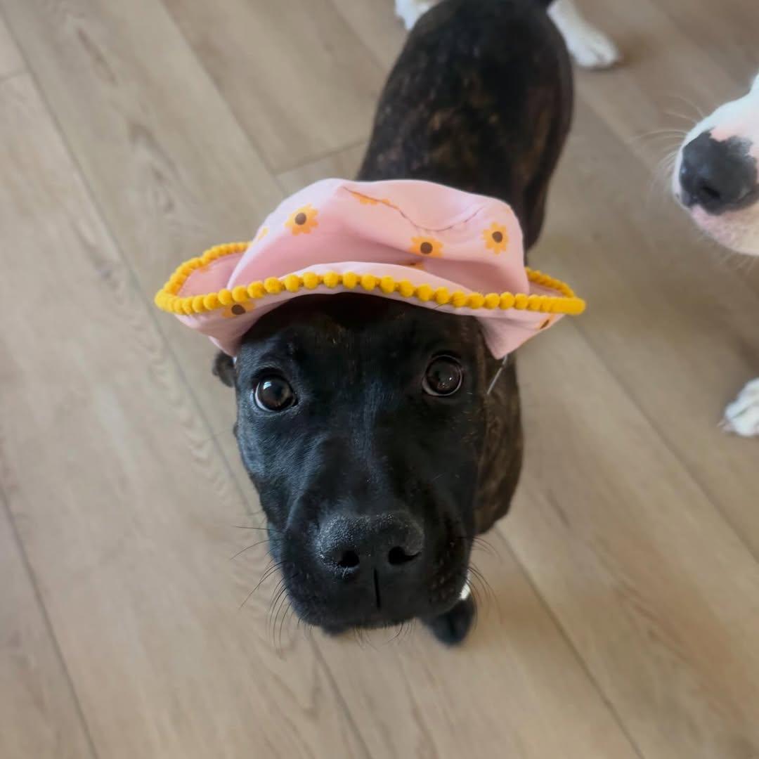 Flower, Adopted, Puppy Female Pit Bull Terrier & Belgian Shepherd / Malinois.