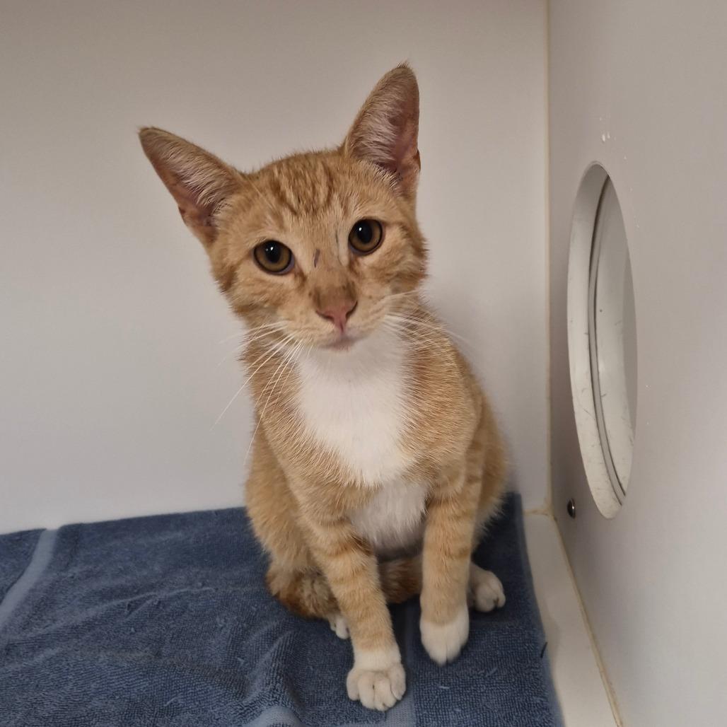 Reggie, Adoptable, Young Male Domestic Short Hair.