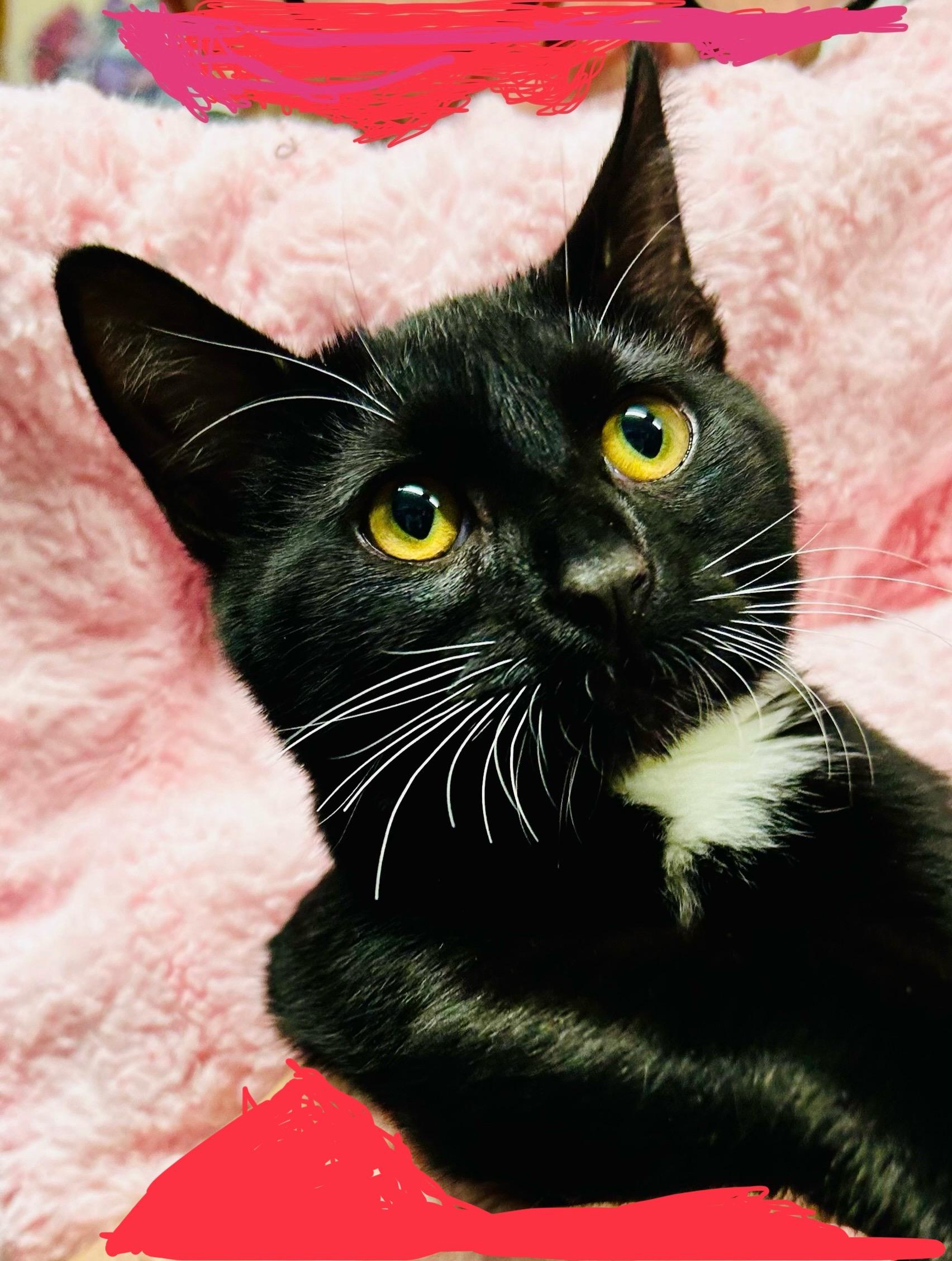 Sabrina, a Adopted Tuxedo in Crestwood, MO image 2/4