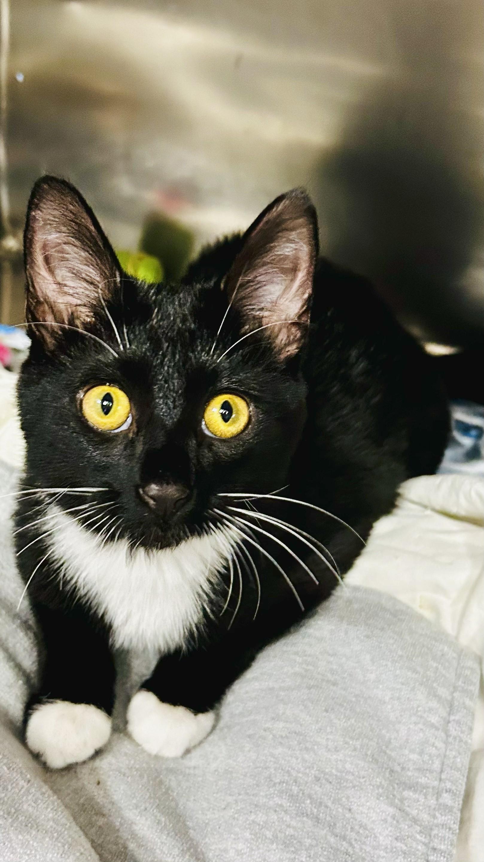 Sabrina, a Adopted Tuxedo in Crestwood, MO image 1/4