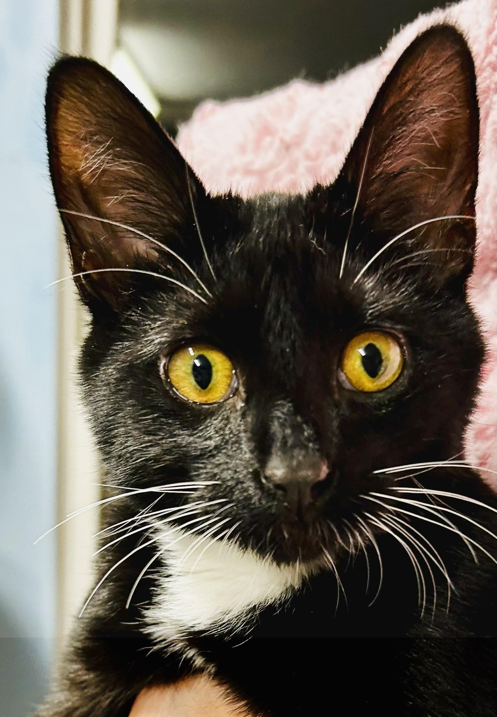 Sabrina, a Adopted Tuxedo in Crestwood, MO image 3/4