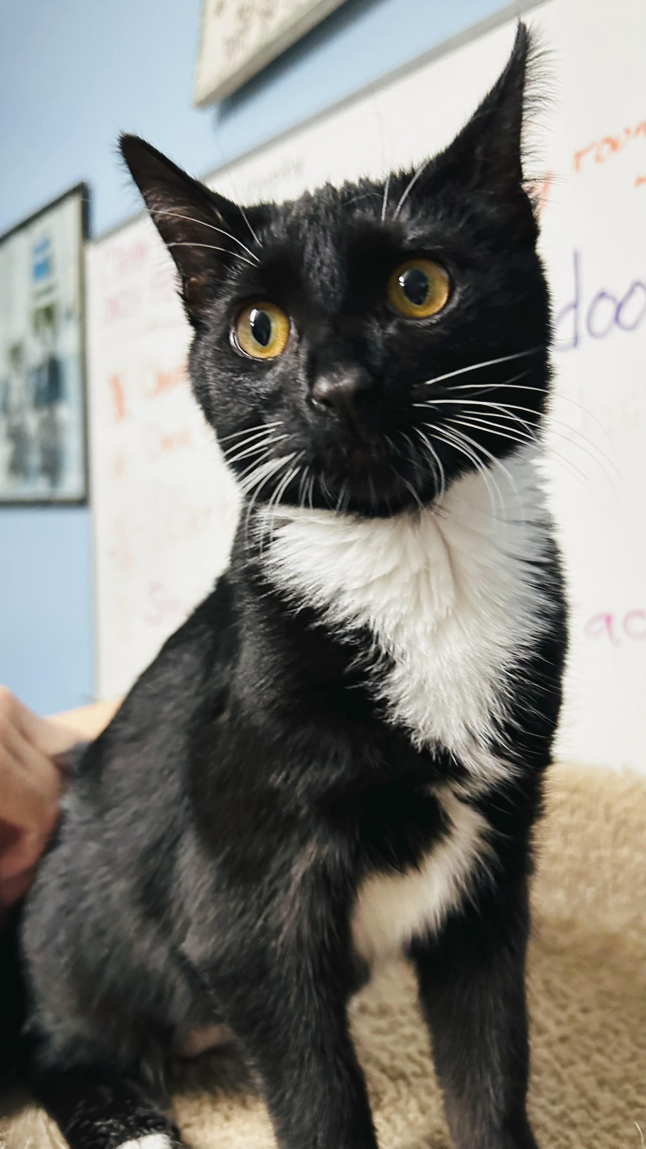 Sabrina, a Adopted Tuxedo in Crestwood, MO image 4/4