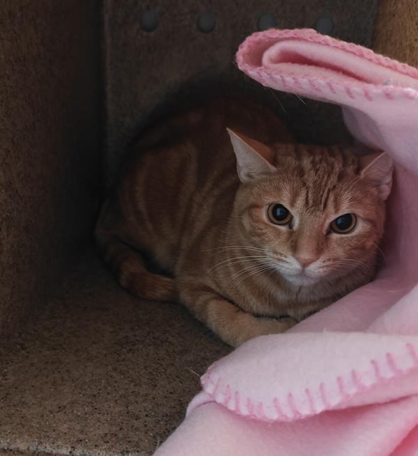 Enlarge Cheddar, a Adoptable mixed breed in Oakville, ON image 2/2
