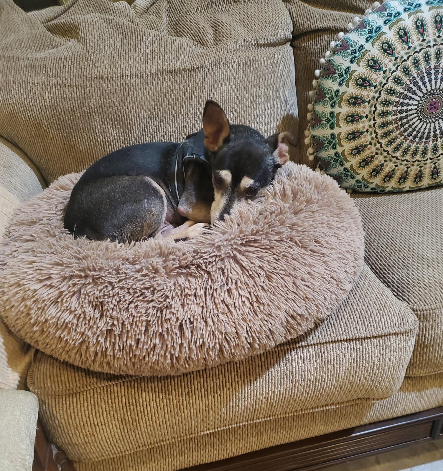 Enlarge Tater, an adopted mixed breed in Greenville, SC image 3/3