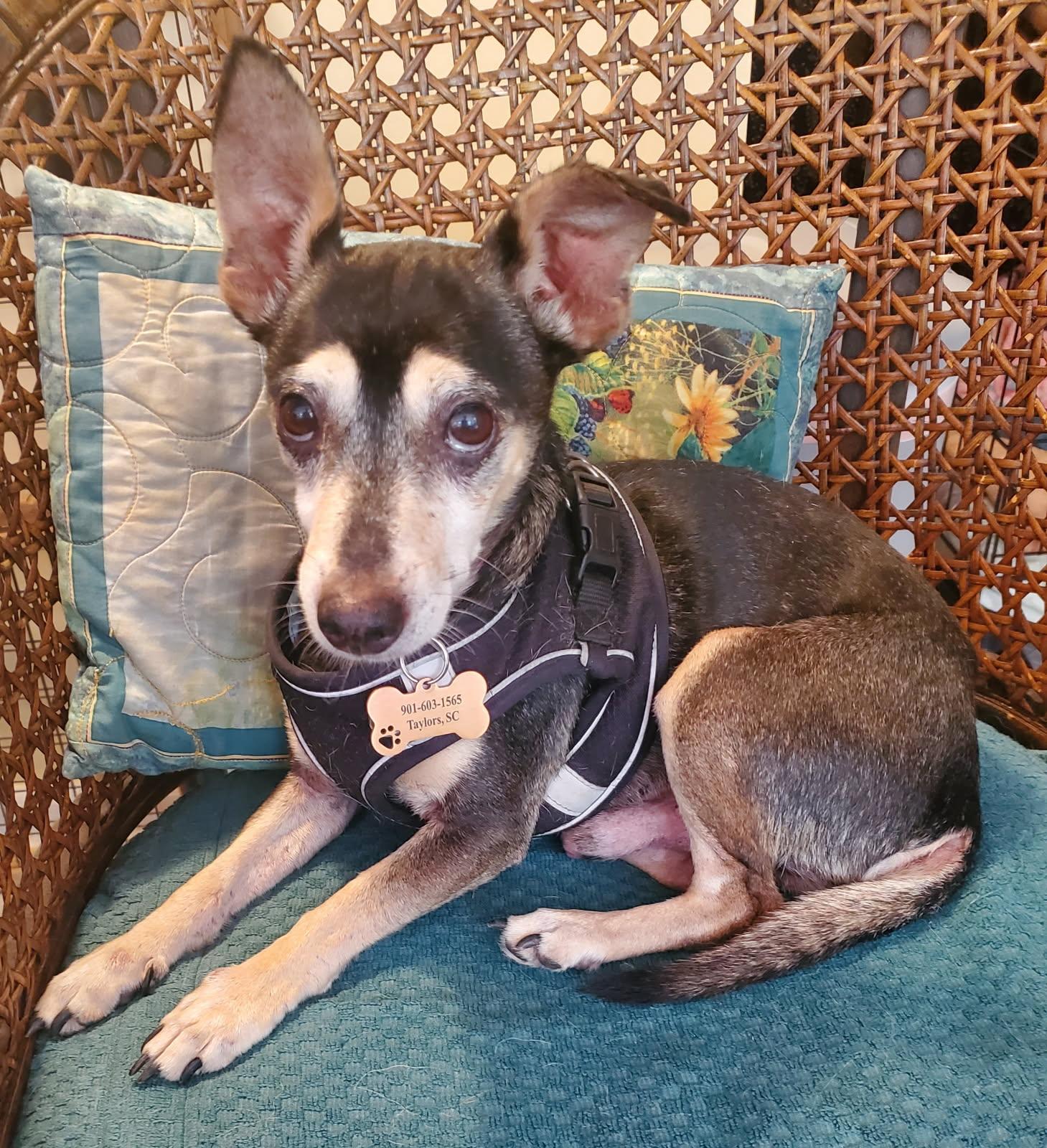 Tater, adopted, Adult Male Miniature Pinscher & Chihuahua.