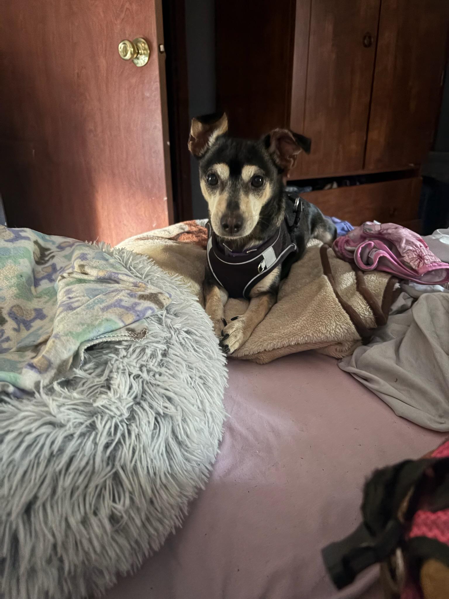 Enlarge Tater, an adopted mixed breed in Greenville, SC image 2/3