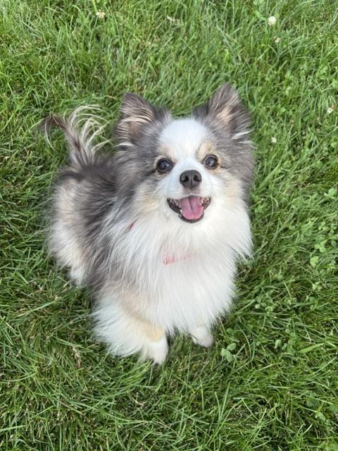 1112 Gabriel, Adoptable, Adult Male Australian Shepherd.