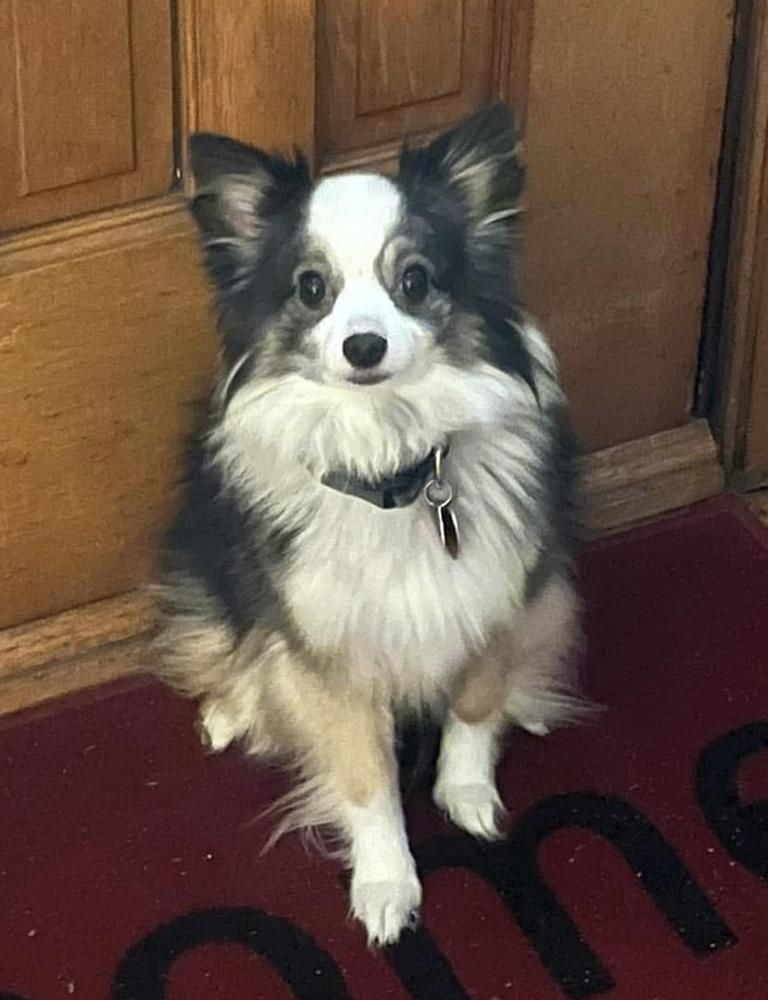 1112 Gabriel, a Adoptable Australian Shepherd in Ringwood, IL image 3/6