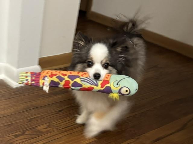 1112 Gabriel, a Adoptable Australian Shepherd in Ringwood, IL image 4/6