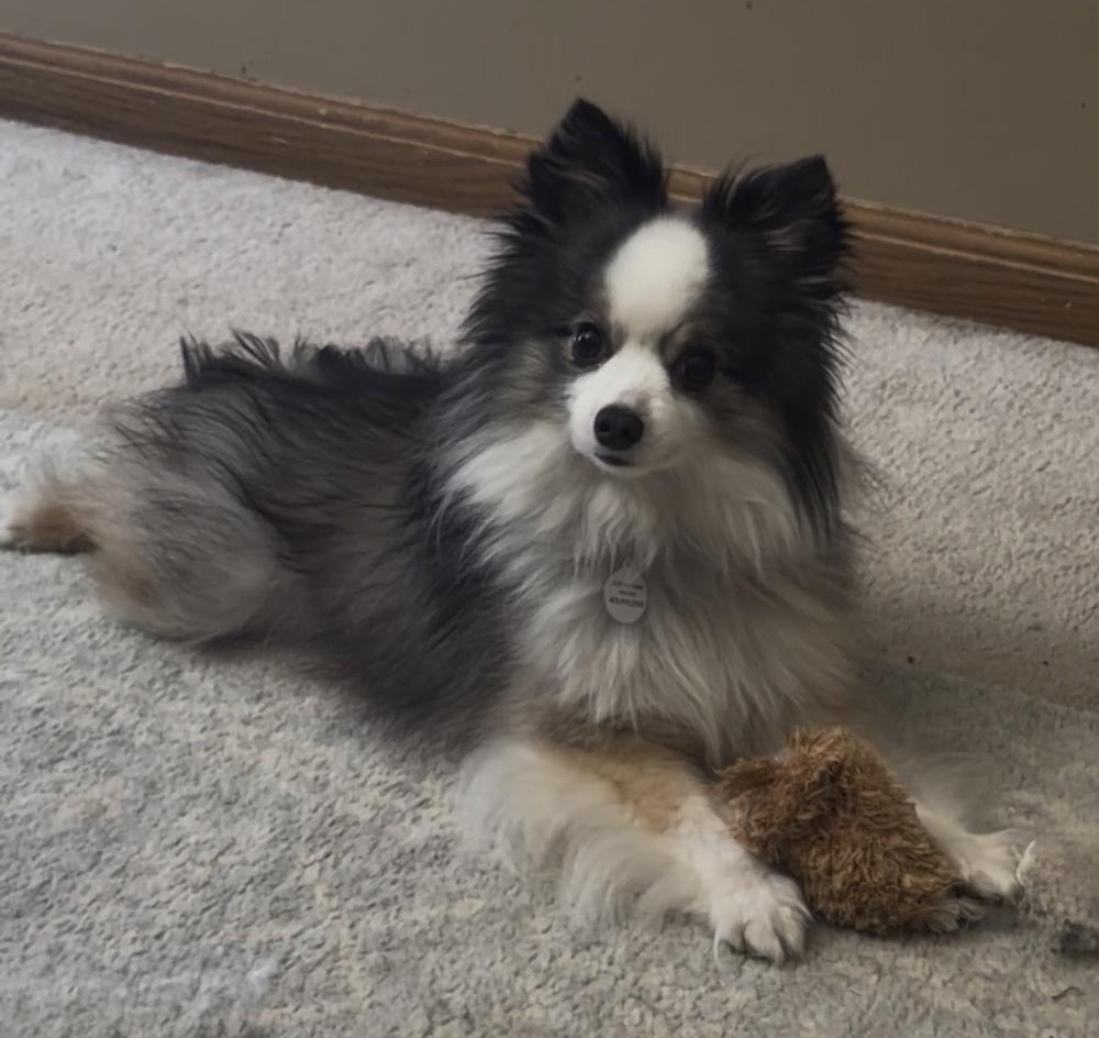 1112 Gabriel, a Adoptable Australian Shepherd in Ringwood, IL image 5/6