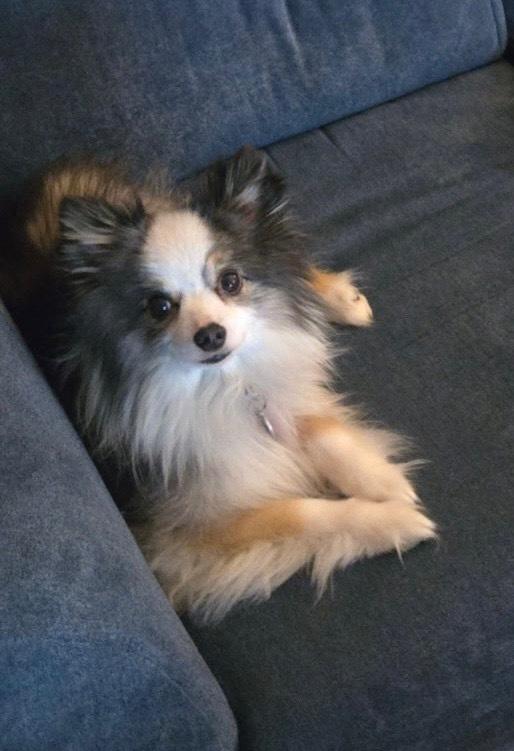 1112 Gabriel, a Adoptable Australian Shepherd in Ringwood, IL image 6/6