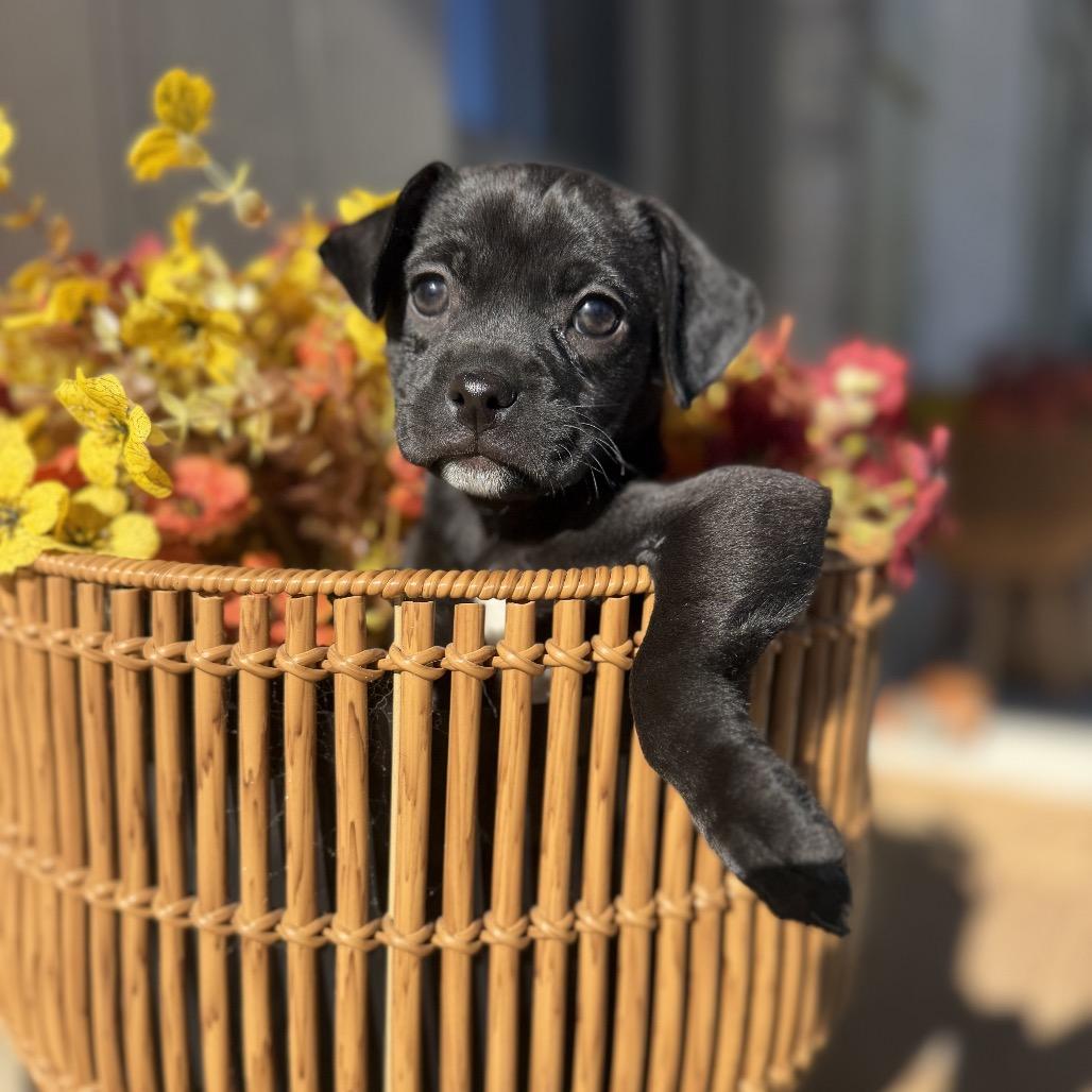 Enlarge Winnie, a Adoptable mixed breed in Baton Rouge, LA image 1/1