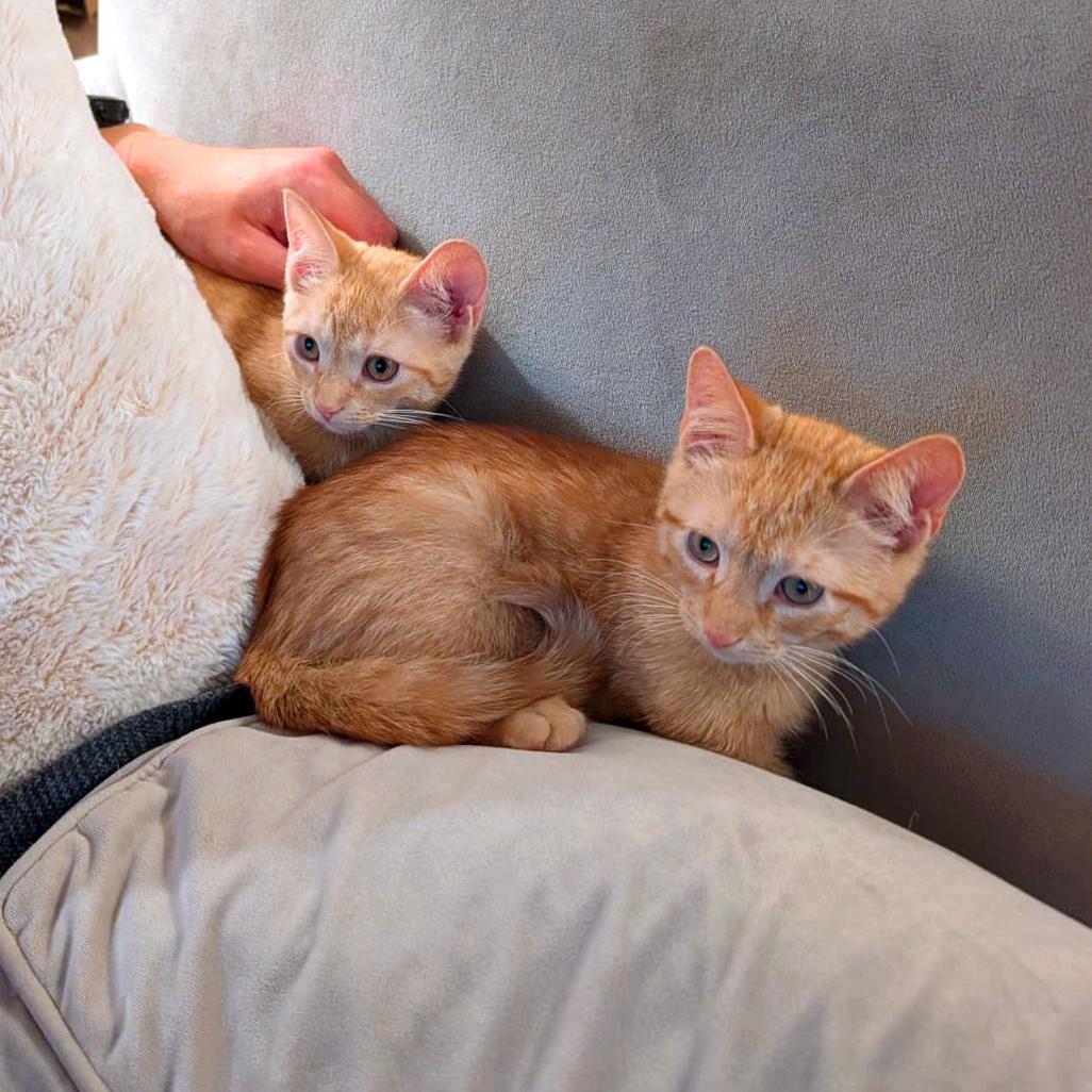 Jalen & Hart, a ADOPTABLE American Shorthair in New York, NY image 4/6