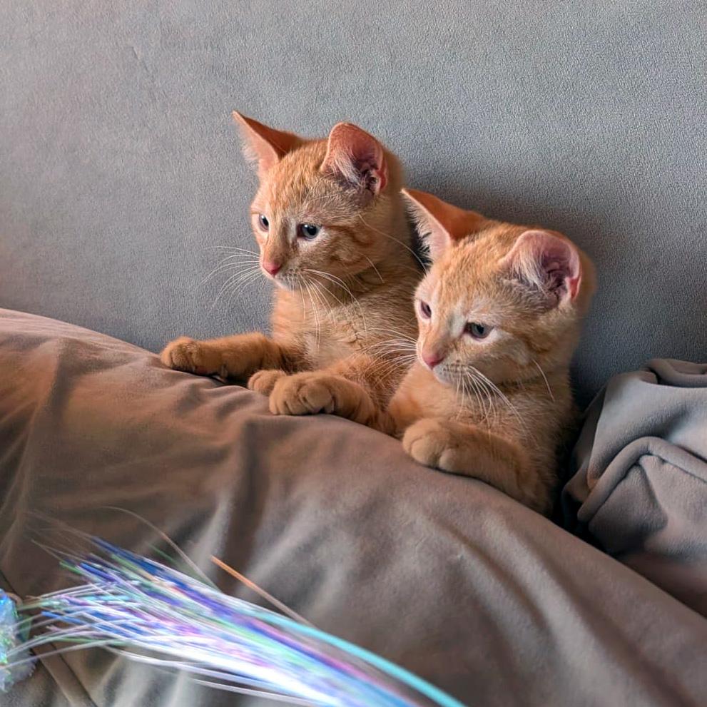 Jalen & Hart, a ADOPTABLE American Shorthair in New York, NY image 2/6