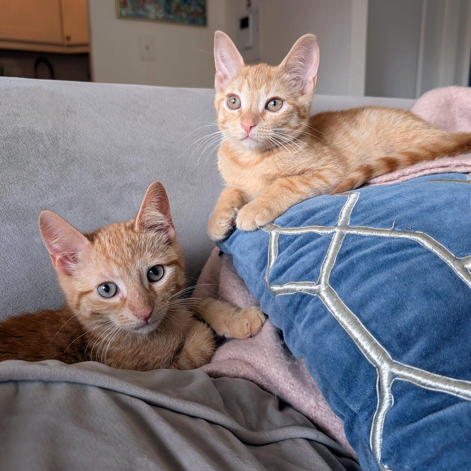 Jalen & Hart, a ADOPTABLE American Shorthair in New York, NY image 3/6