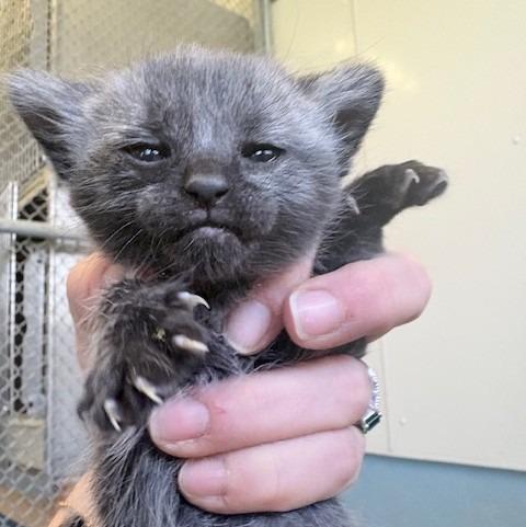 Whitney, Adoptable, Kitten Female Domestic Short Hair.