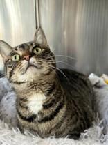 Enlarge Grey, a ADOPTABLE Domestic Short Hair in Manitowoc, WI image 1/1