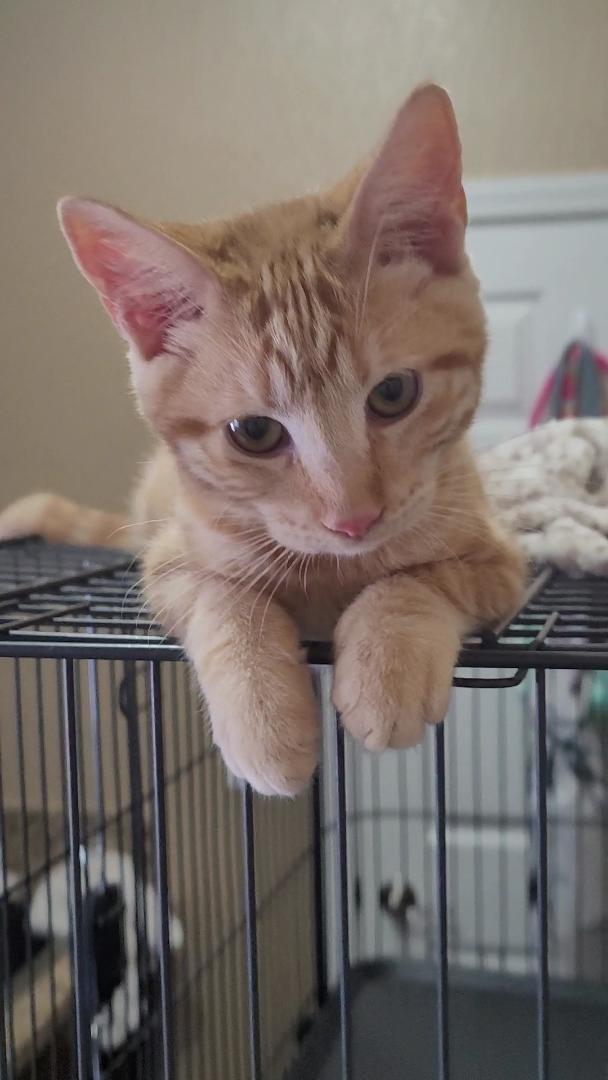 EMBER, adopted, Kitten Female Tabby & Domestic Short Hair.